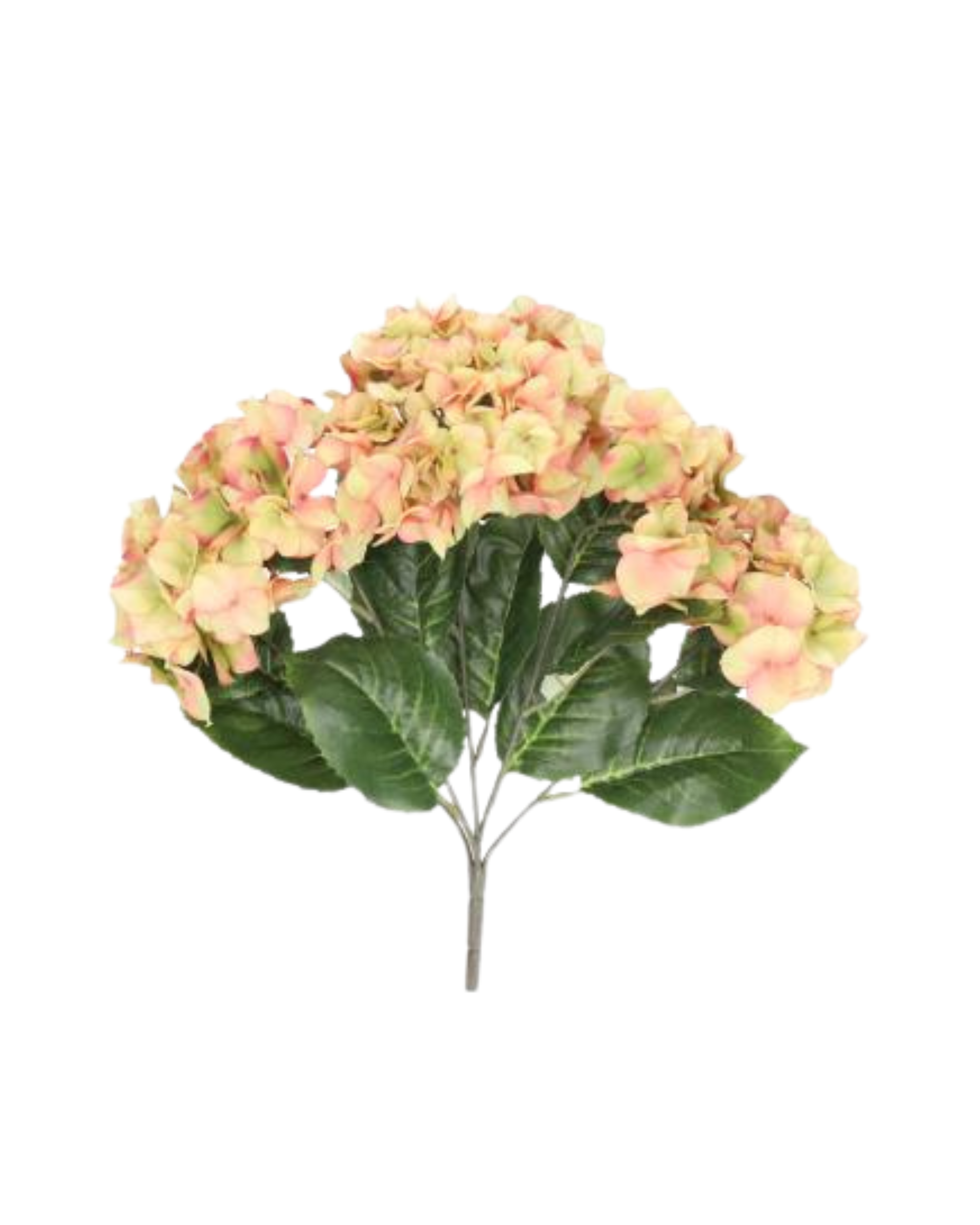 Hortensie Realtouch – Light Peach