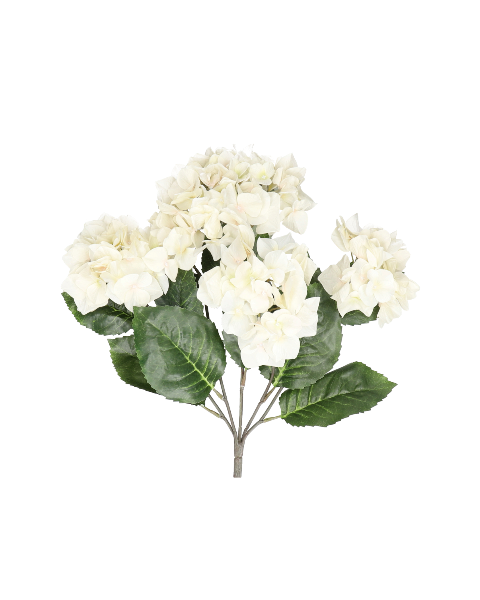 Hortensie Realtouch – Light Peach