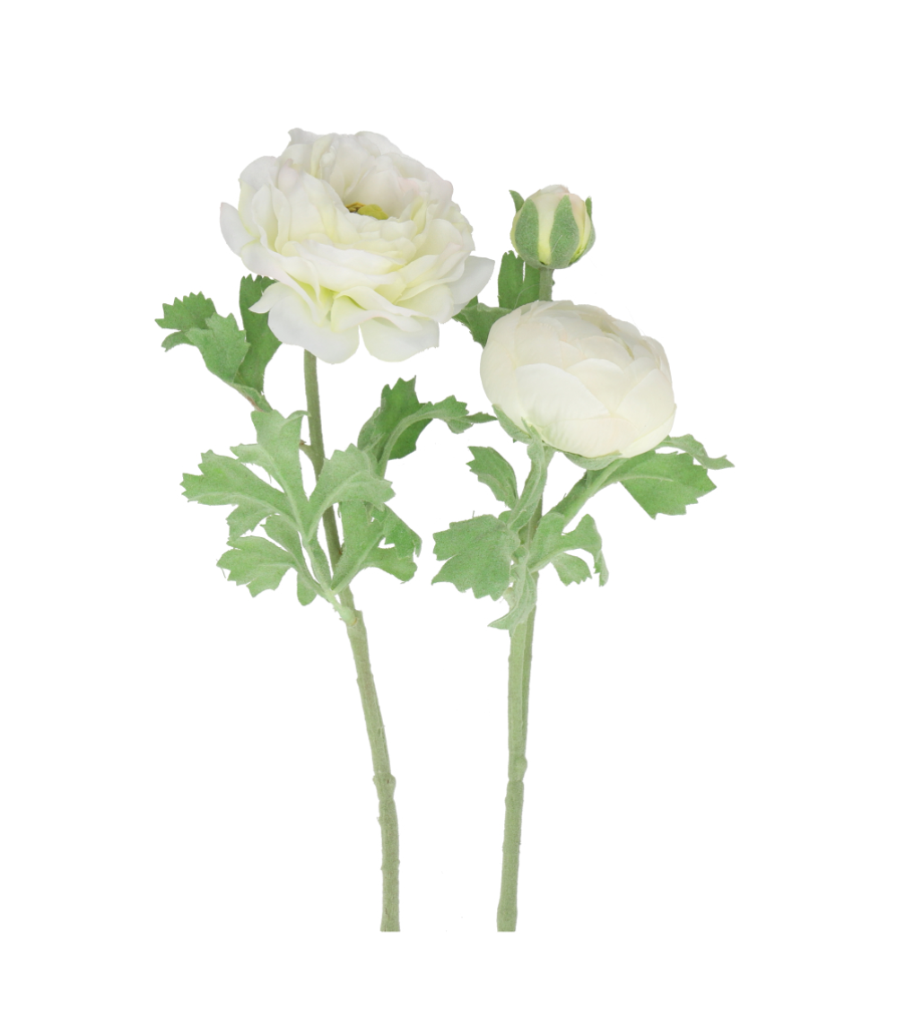 White Ranunculus (Set of 2)