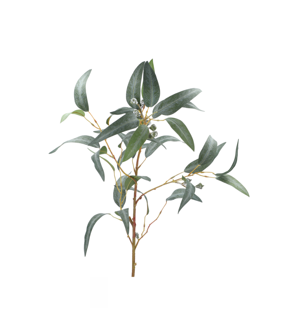 Eucalyptus branch with fruit, real touch