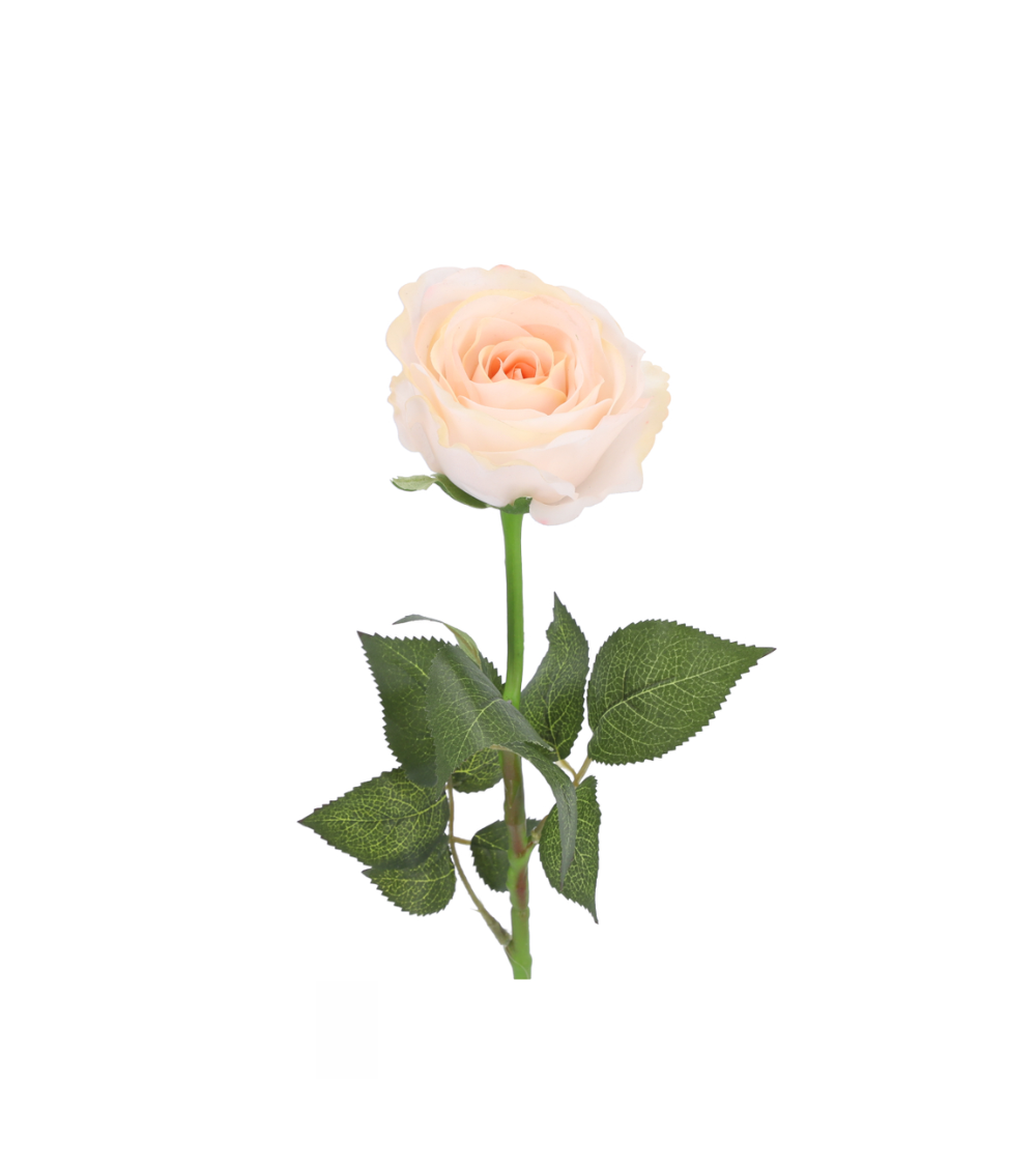 Rose Realtouch Creme