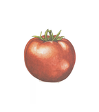 Papier Platzkarten Tomate von Hester & Cook