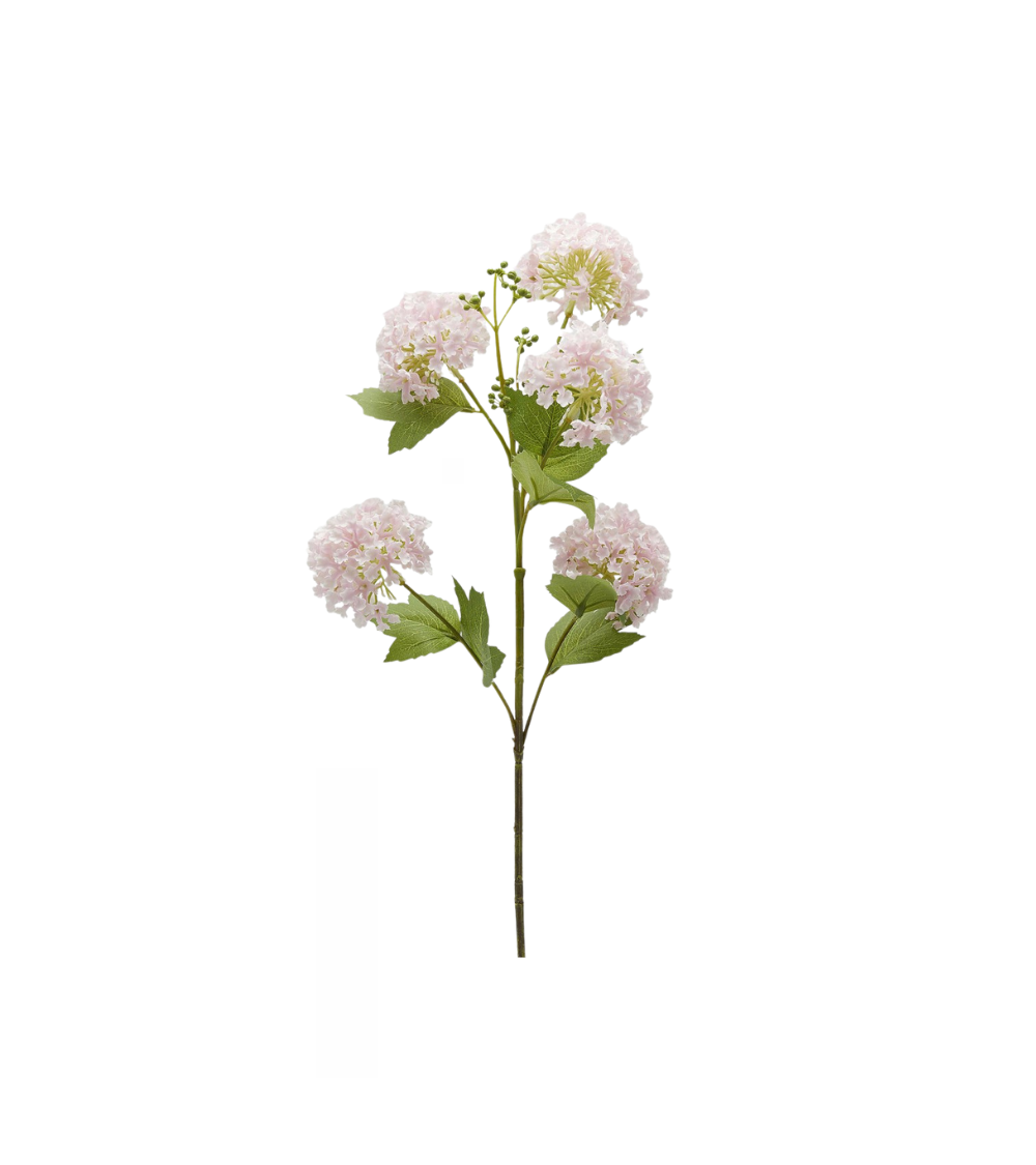 Schneeballzweig Fünf Blüten Rosa