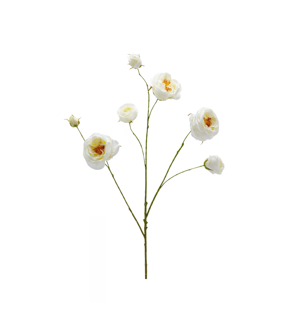 Rosenzweig weiß/gelb