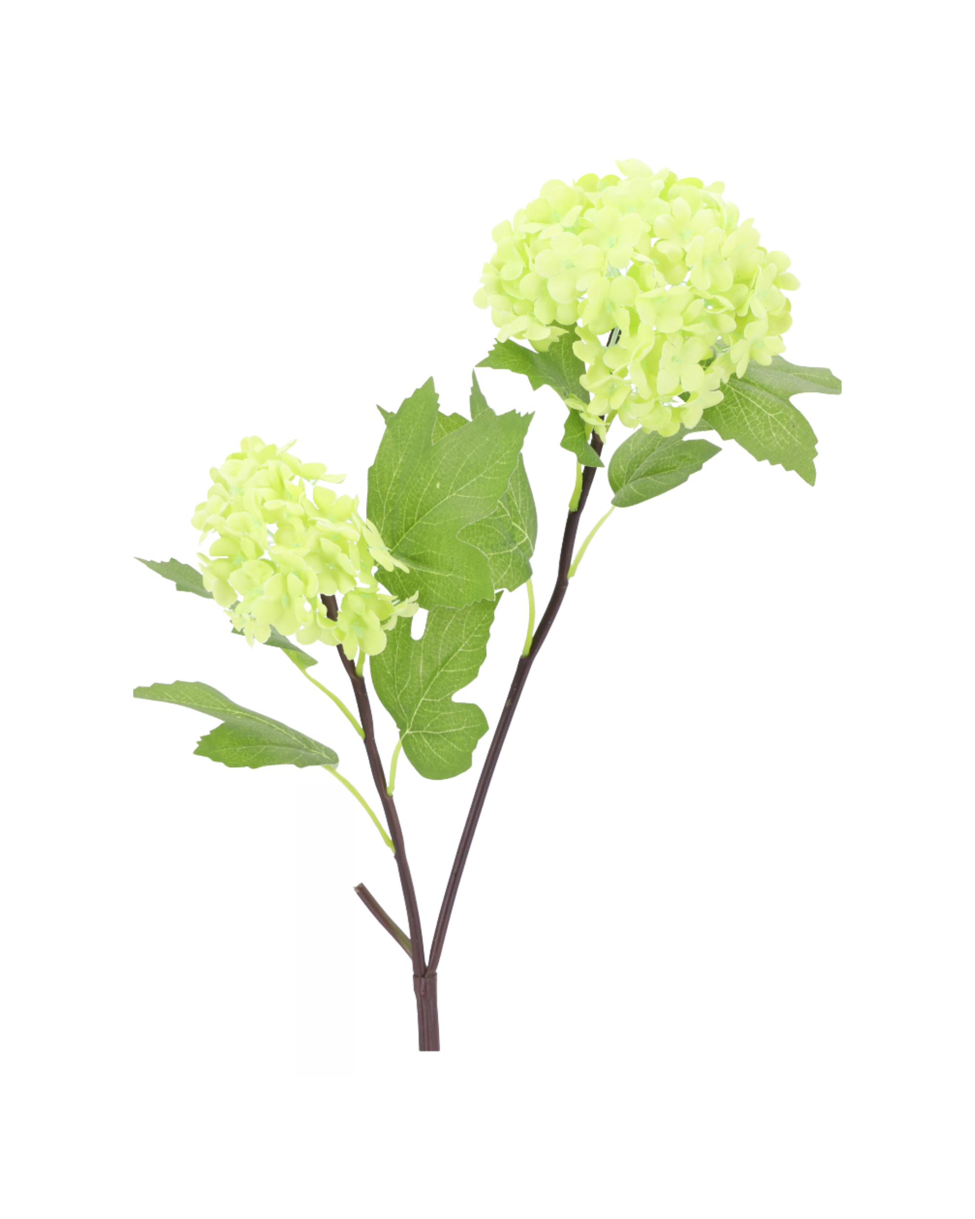 Schneeballzweig Grün