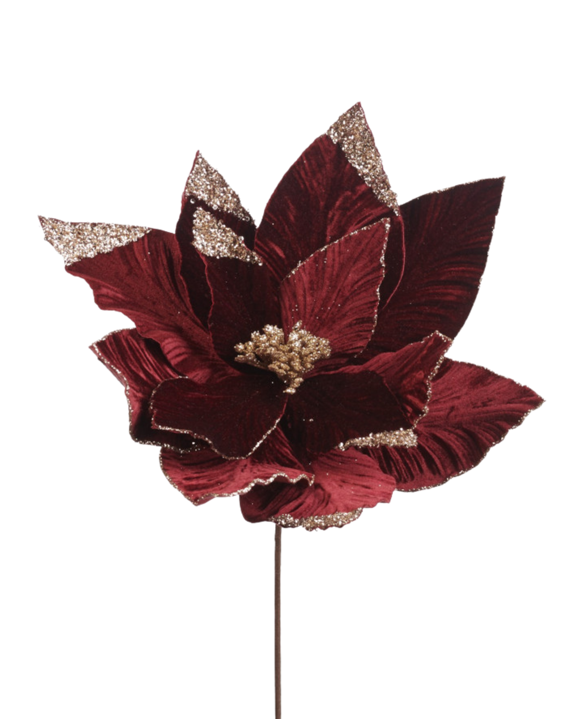 Velvet Christstern mit Goldenen Spitzen