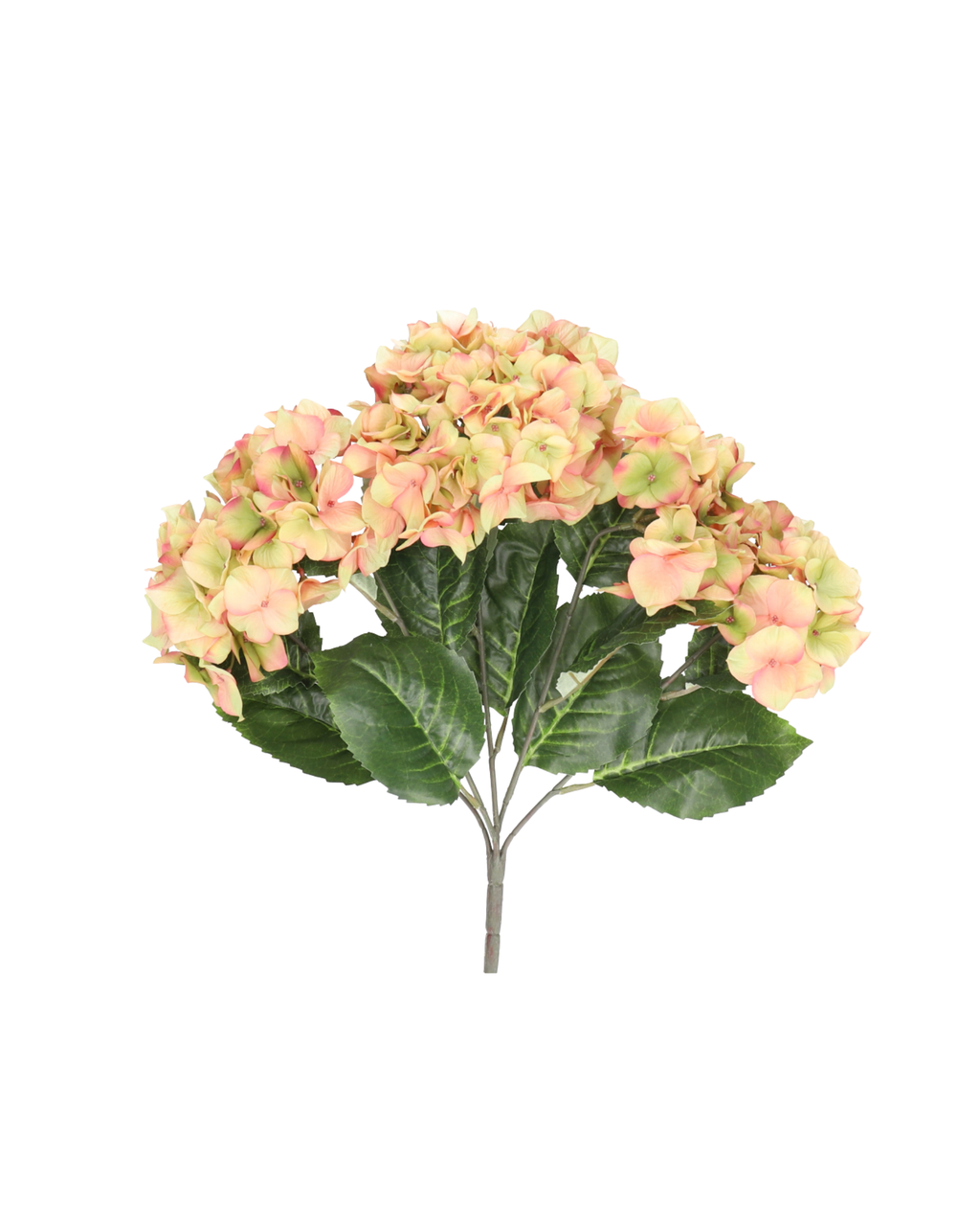 Hortensie Realtouch – Light Peach