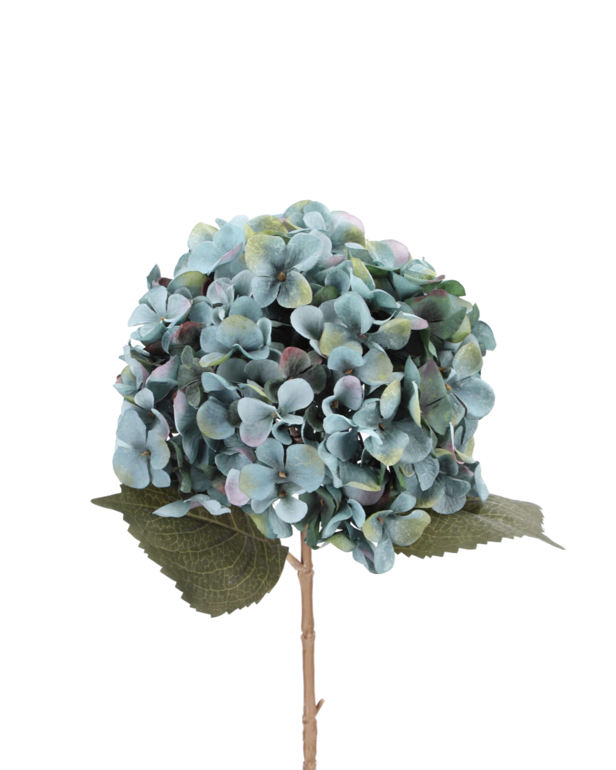Hortensie Blau