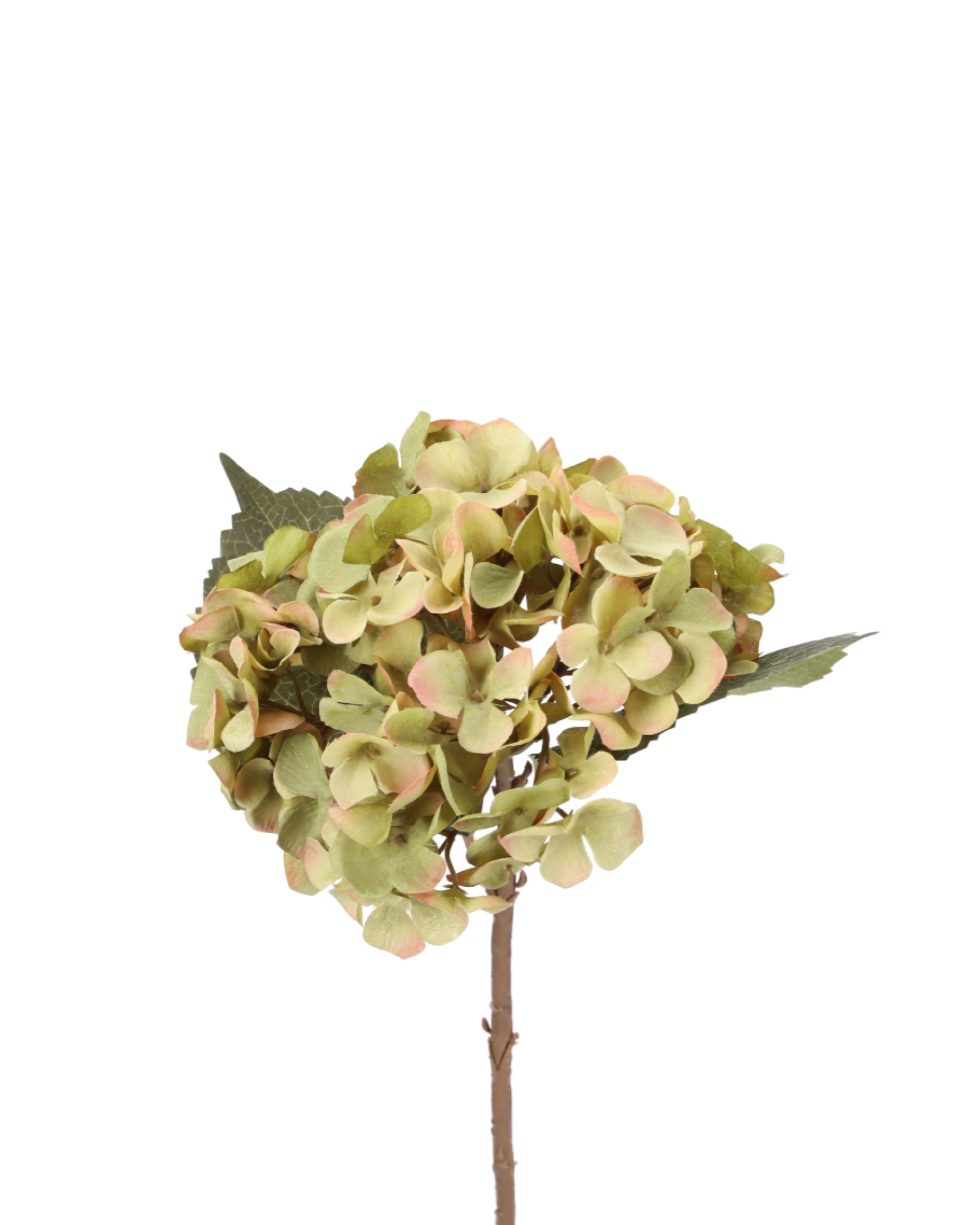 Hortensie Grün Short Stem