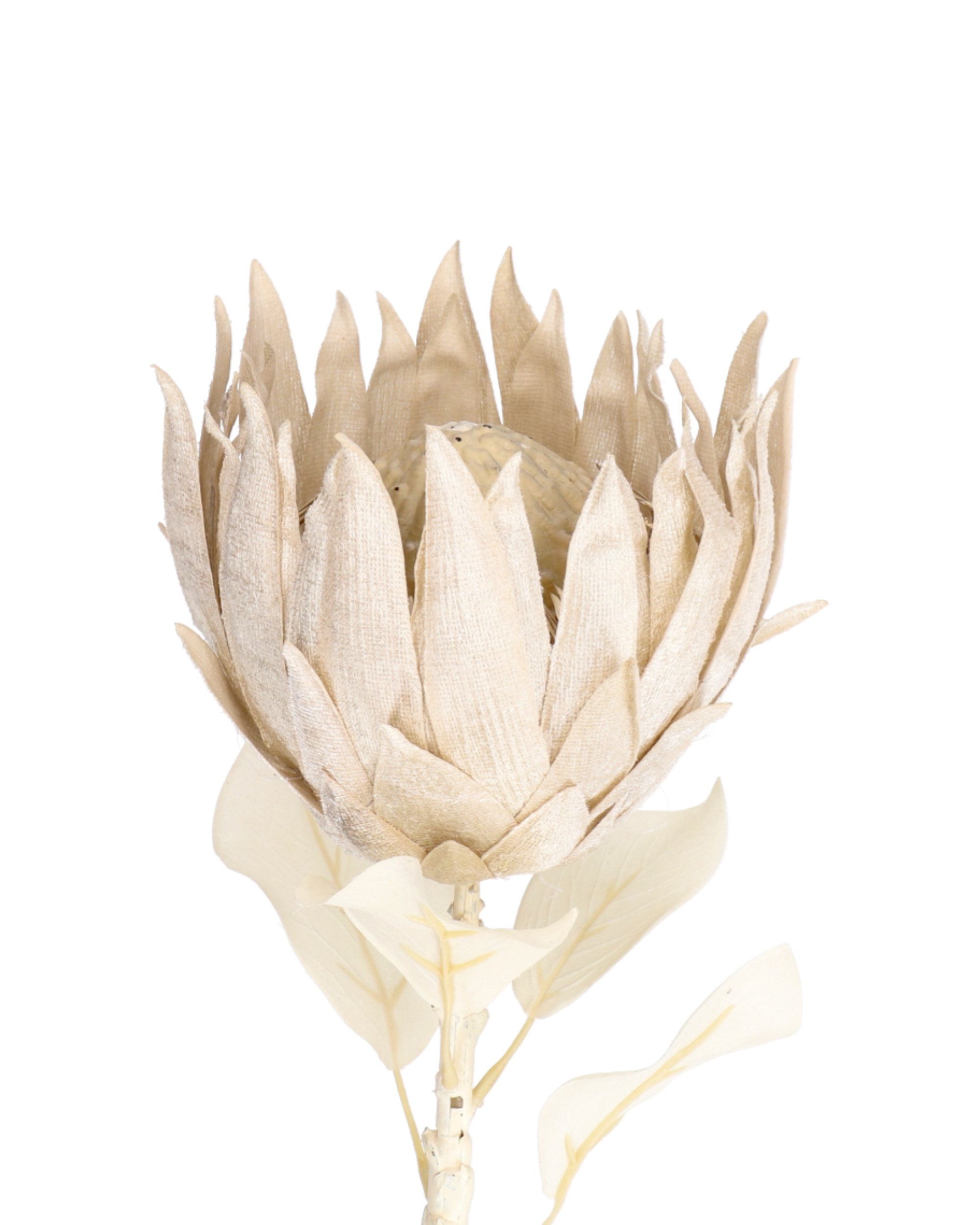 Protea King White