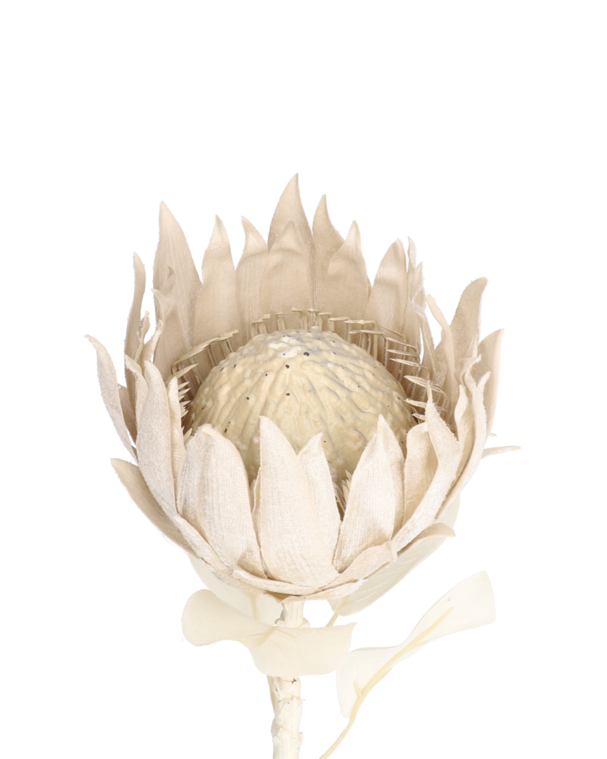 Protea King White