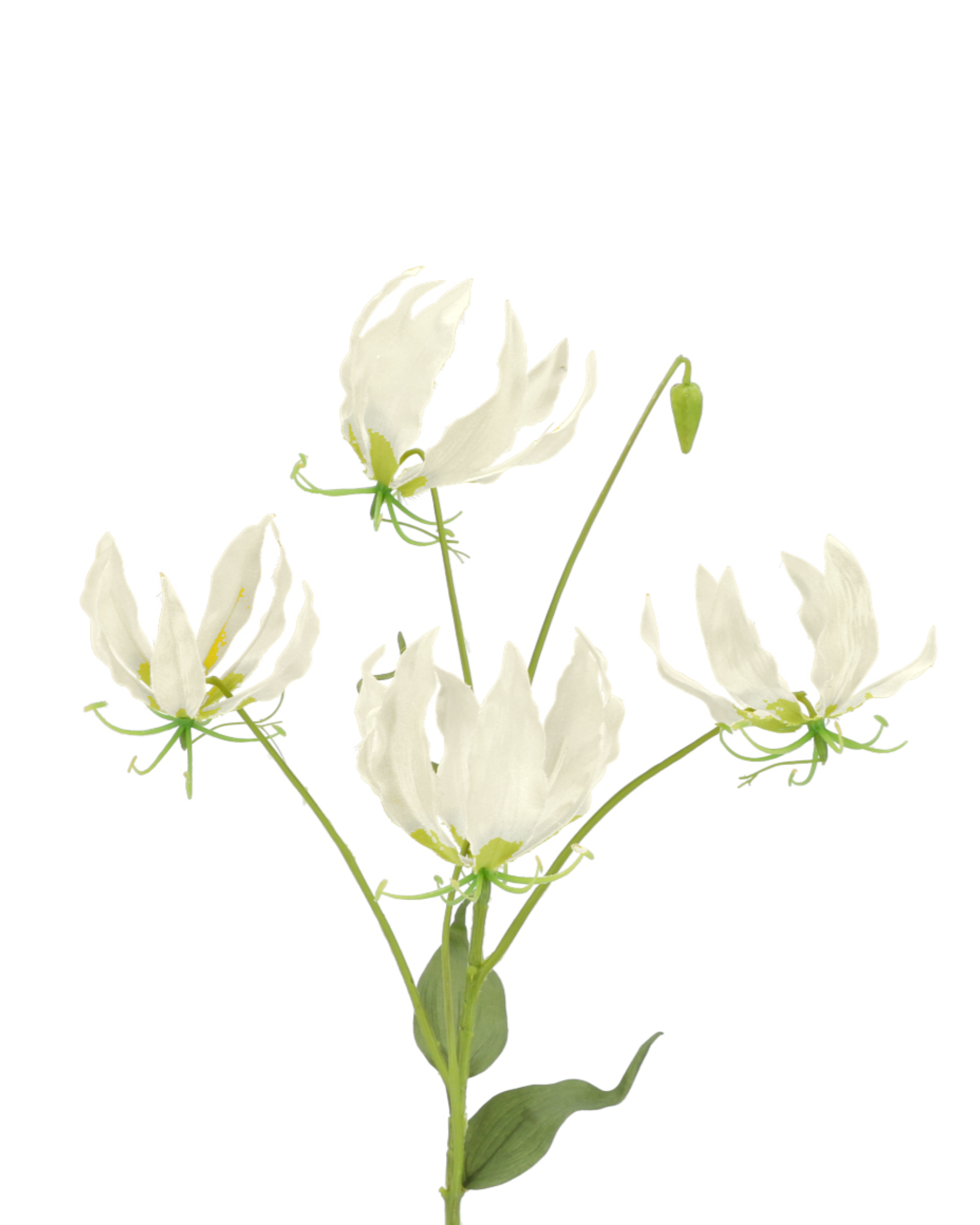 Gloriosa White Realtouch