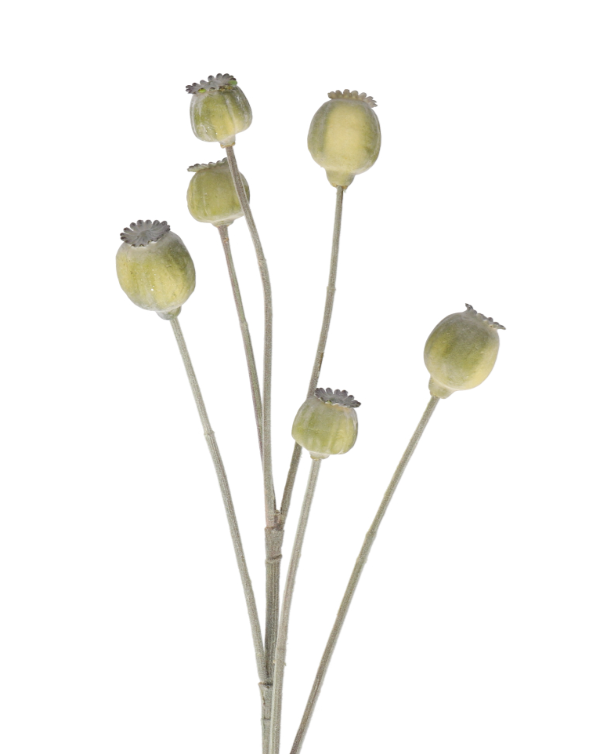 Mohn Papaver Zweig