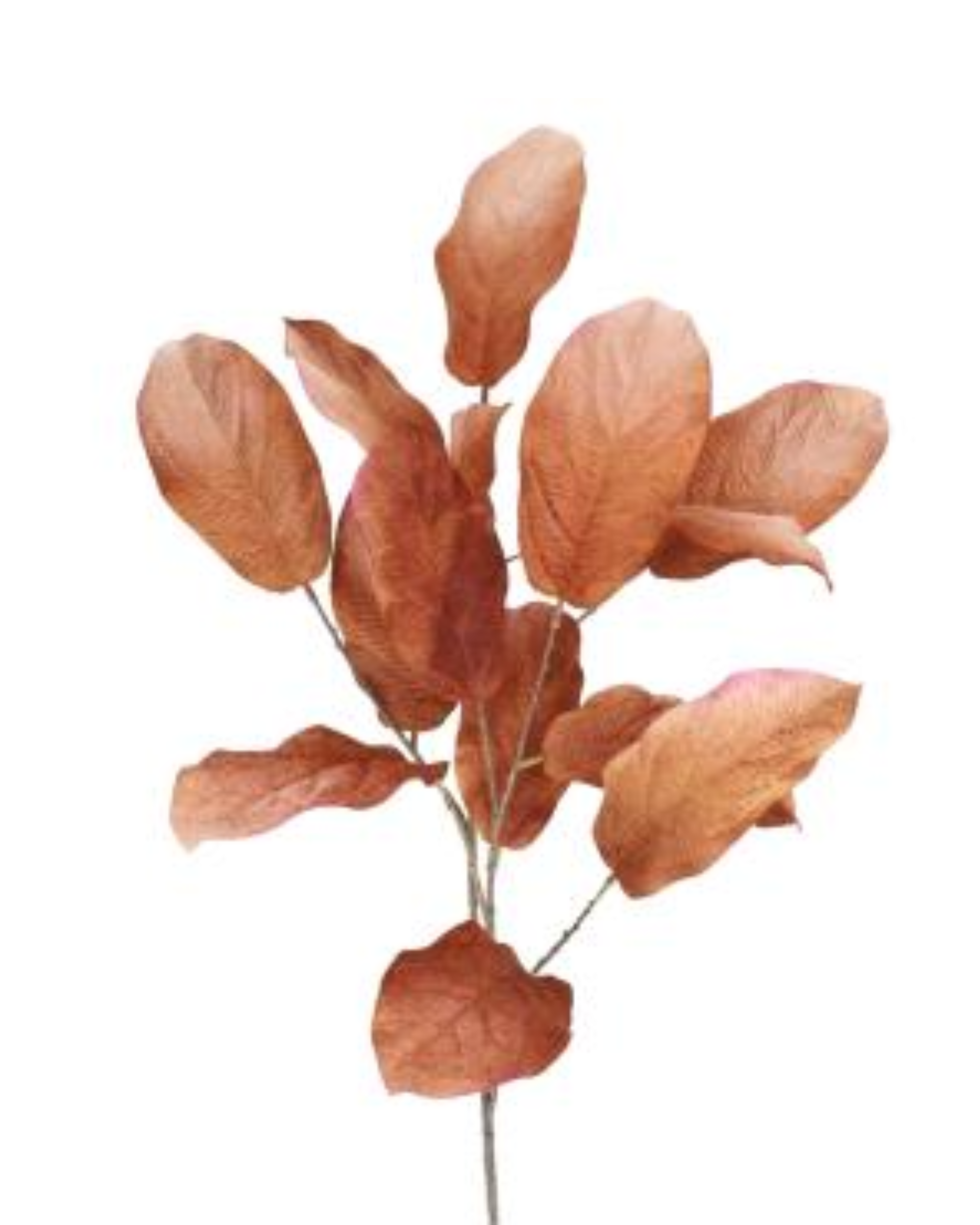 Magnolien Blätter Bronze