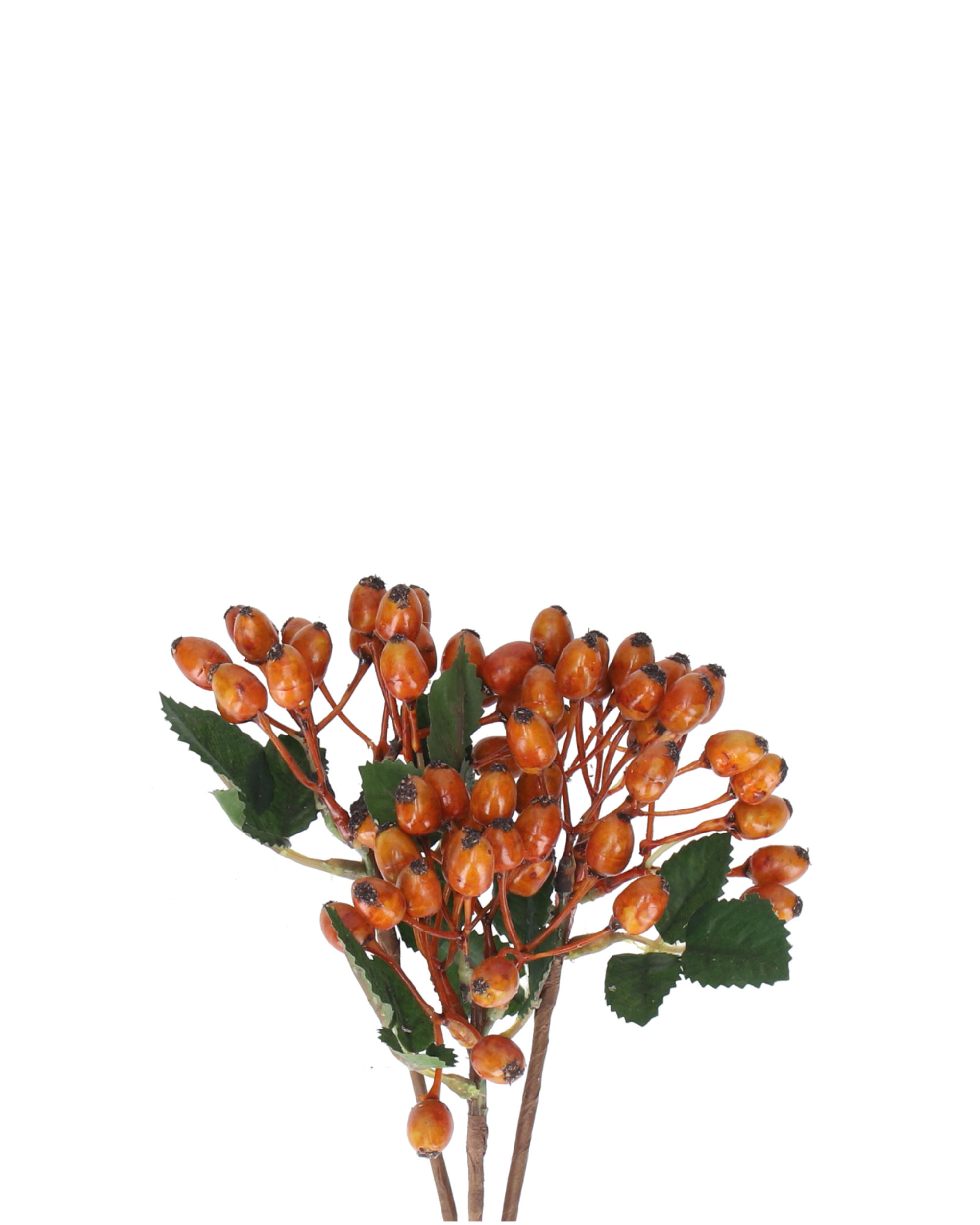 Hagebutten Amber (3 Stems)
