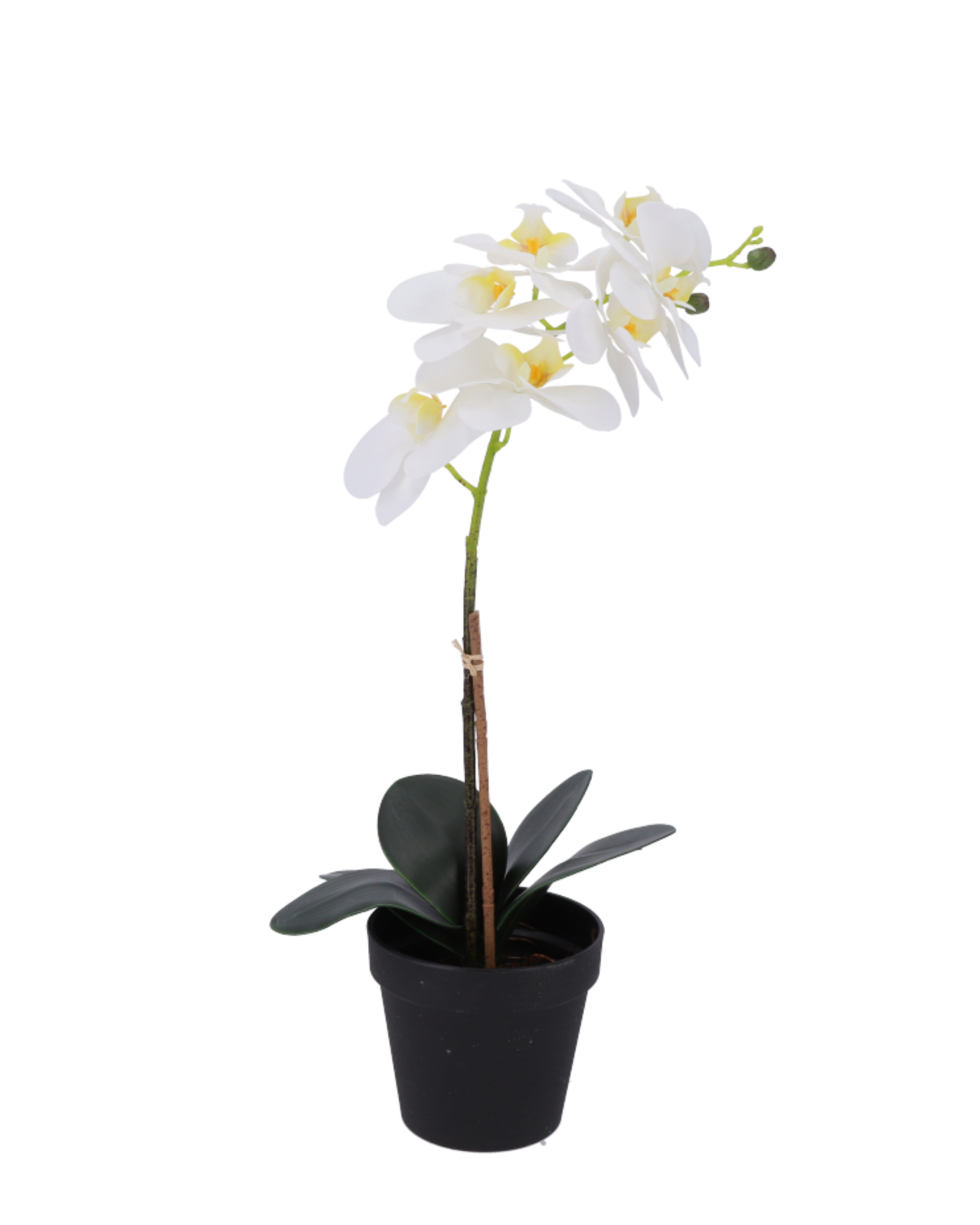 Orchid Pot