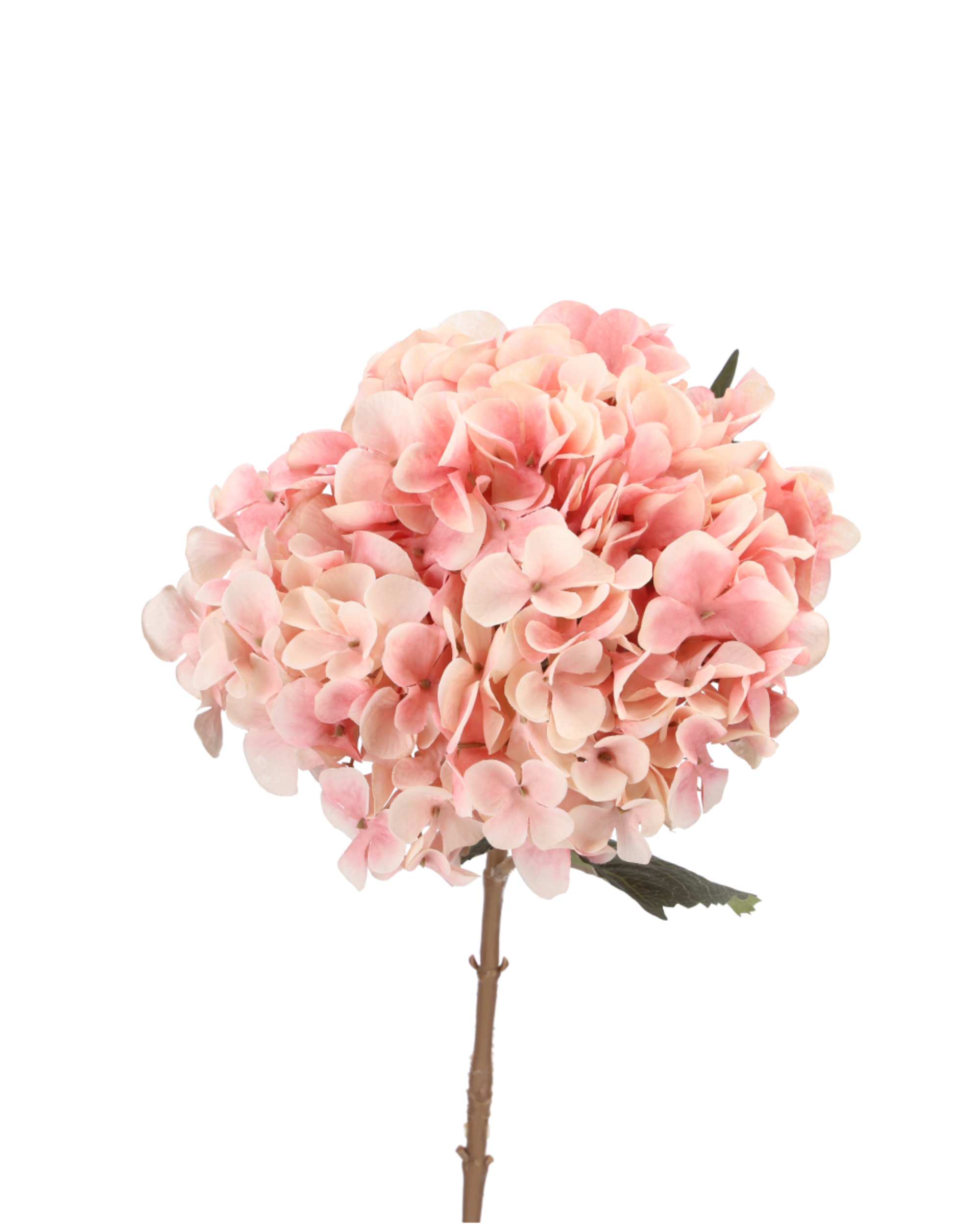 Hortensie Rosa