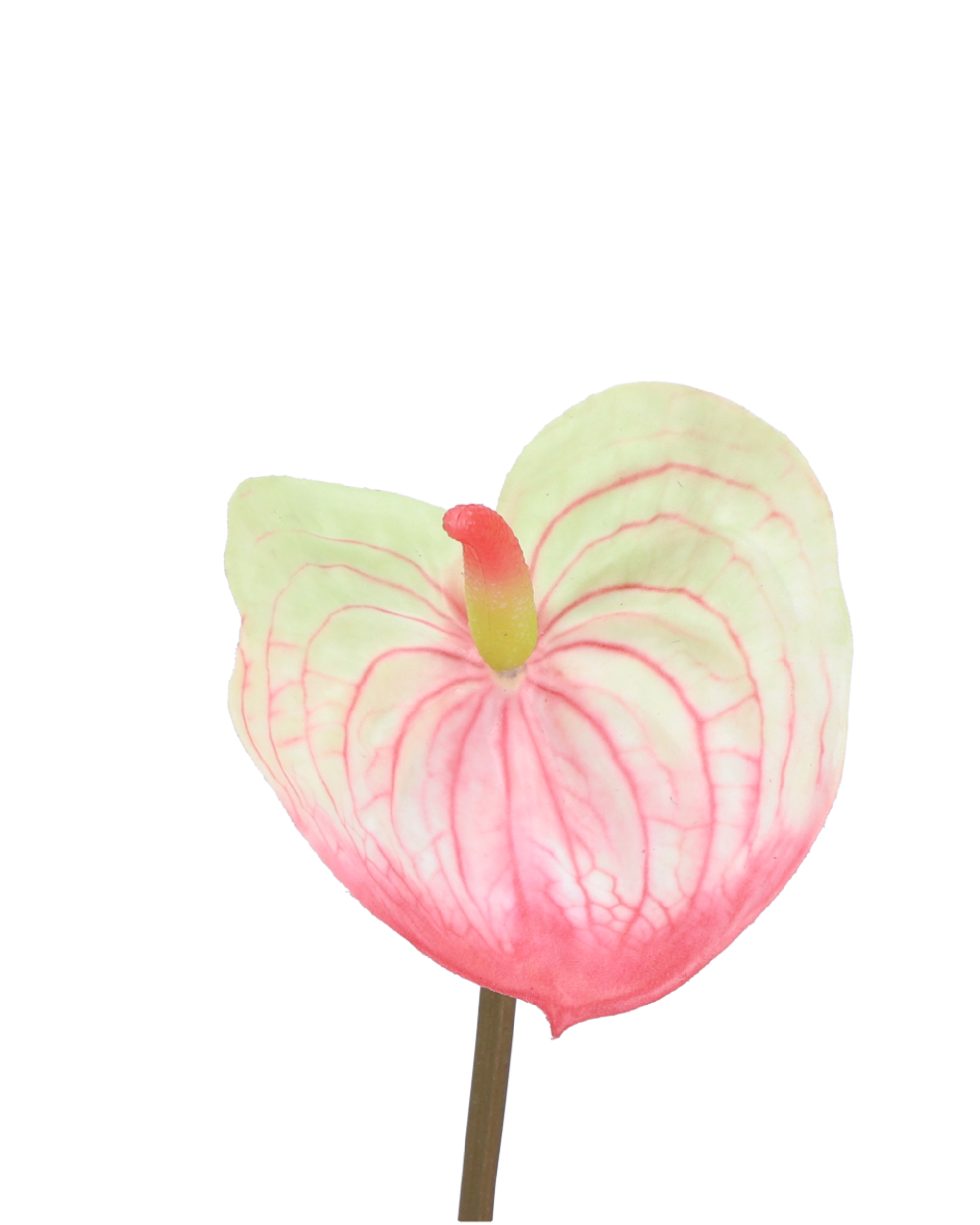 Anthurie Pink Green