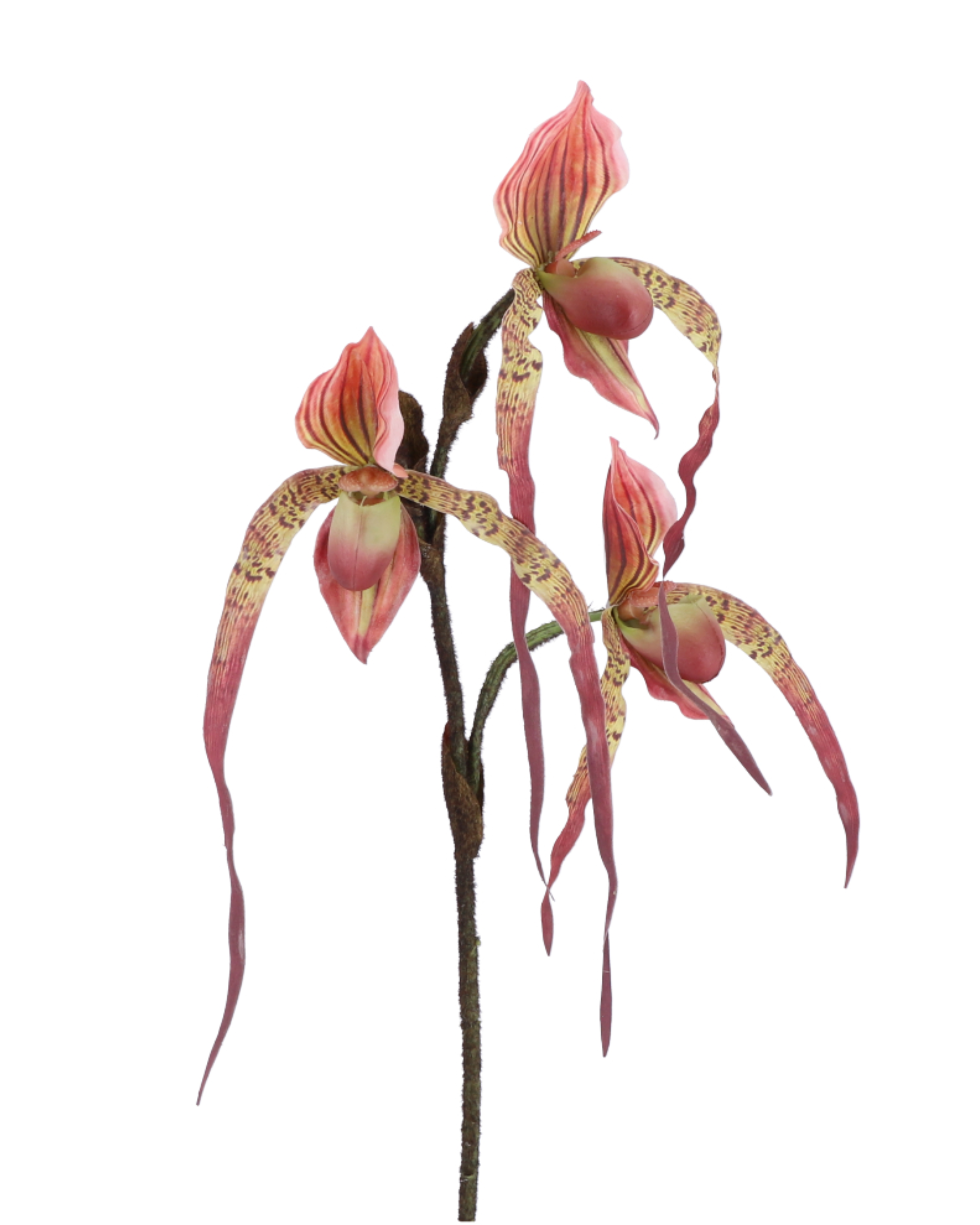 Frauenschuh Orchidee