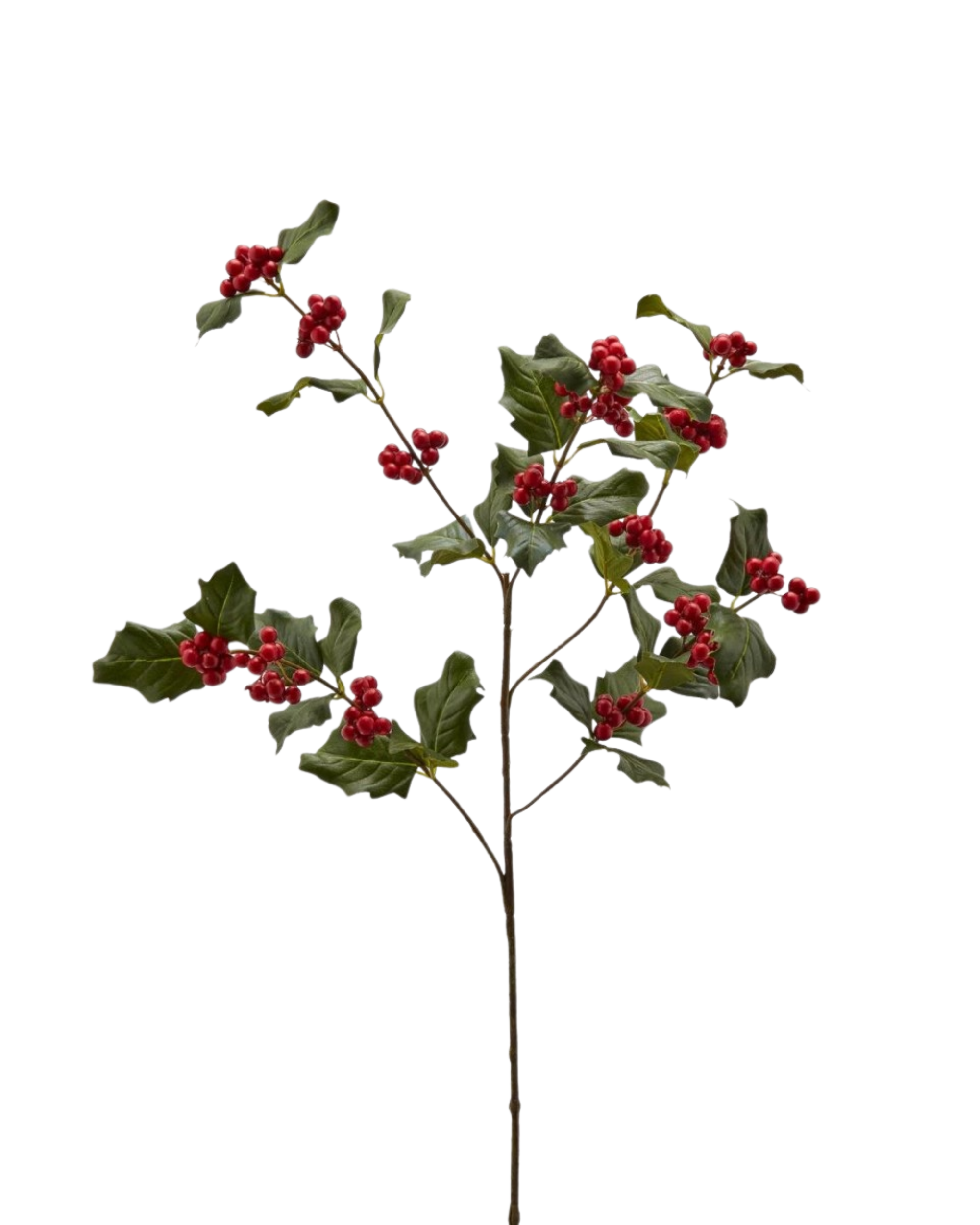 Ilex Zweig Blatt