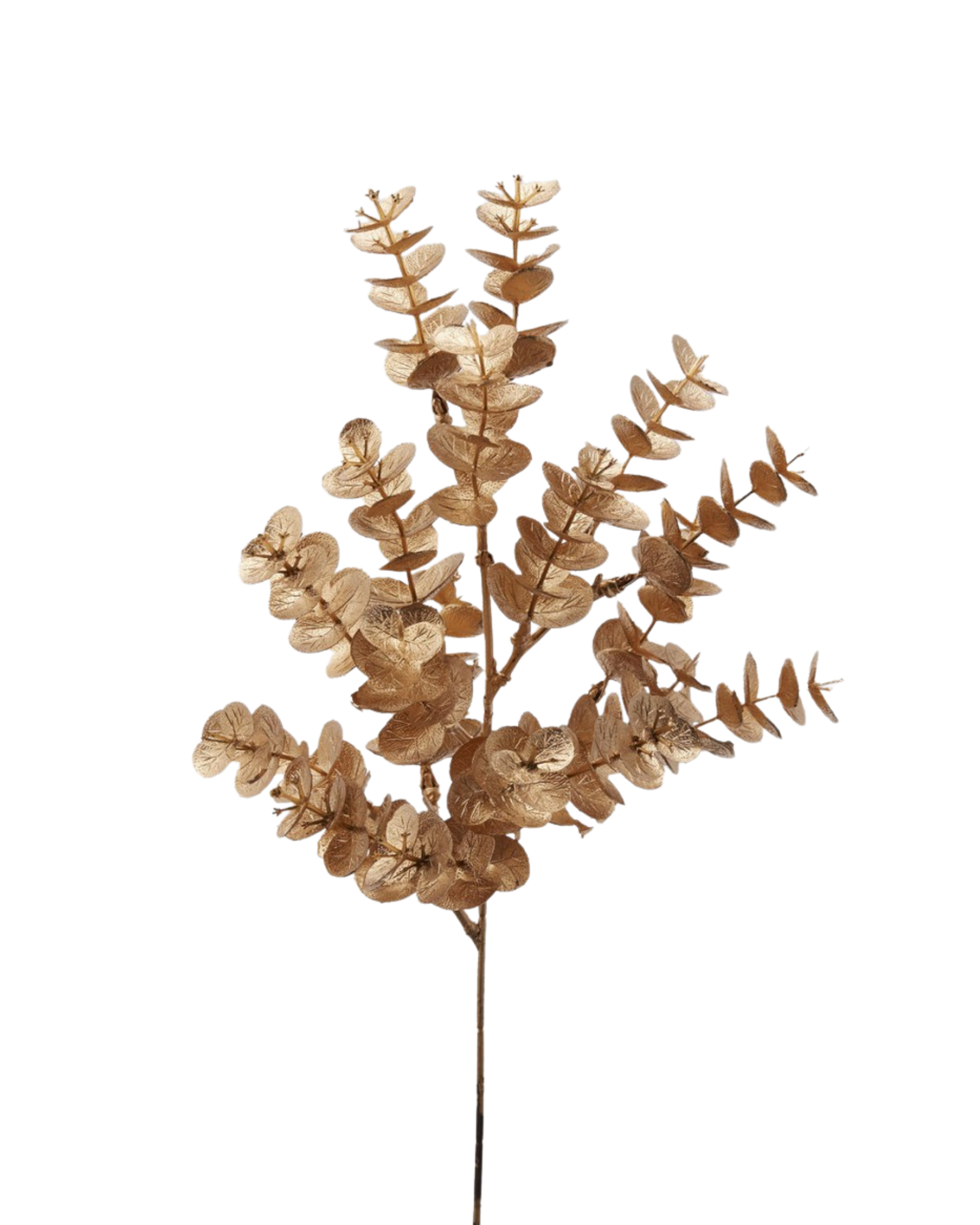 Eukalyptus Strauch Gold