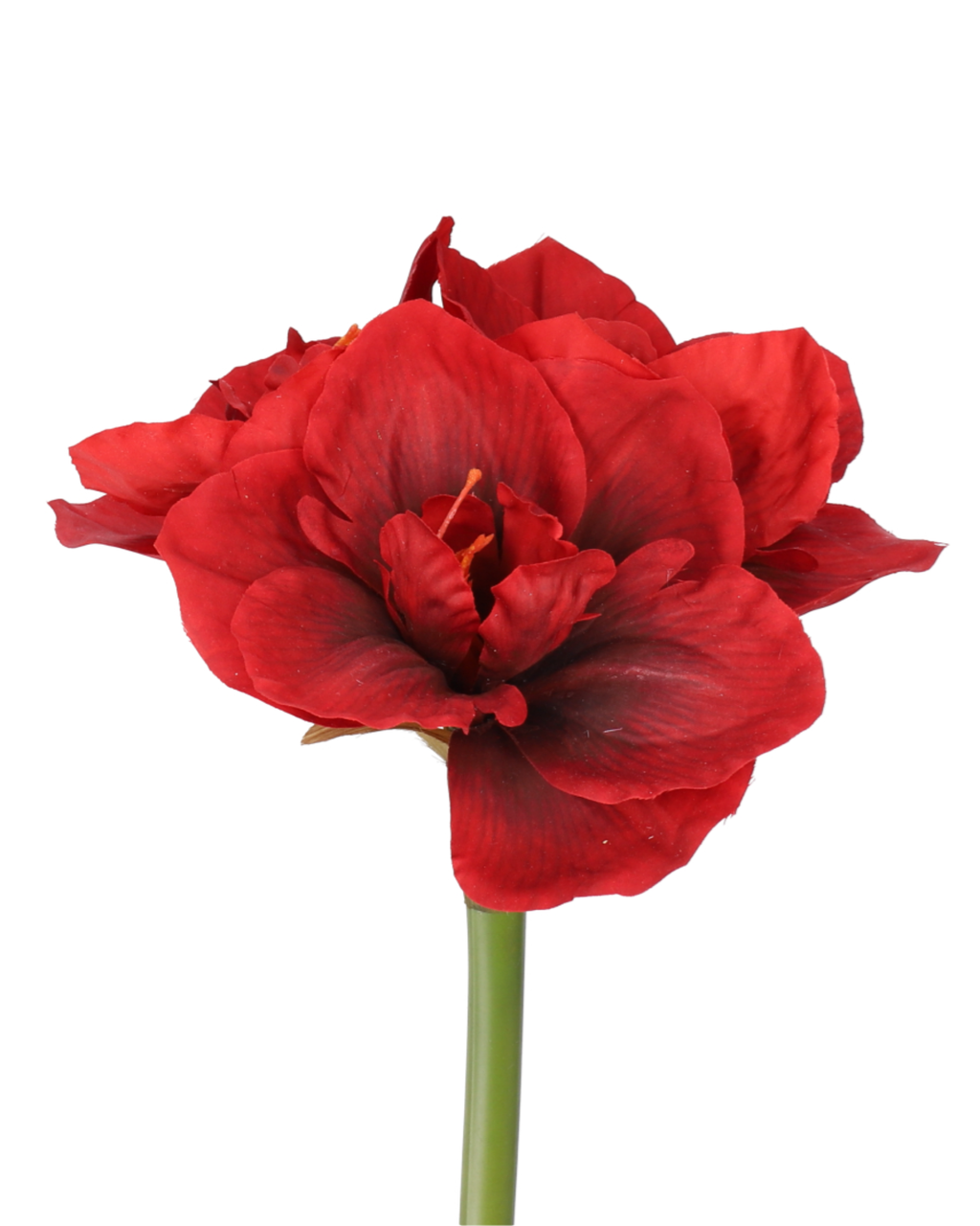 Amaryllis Realtouch Red
