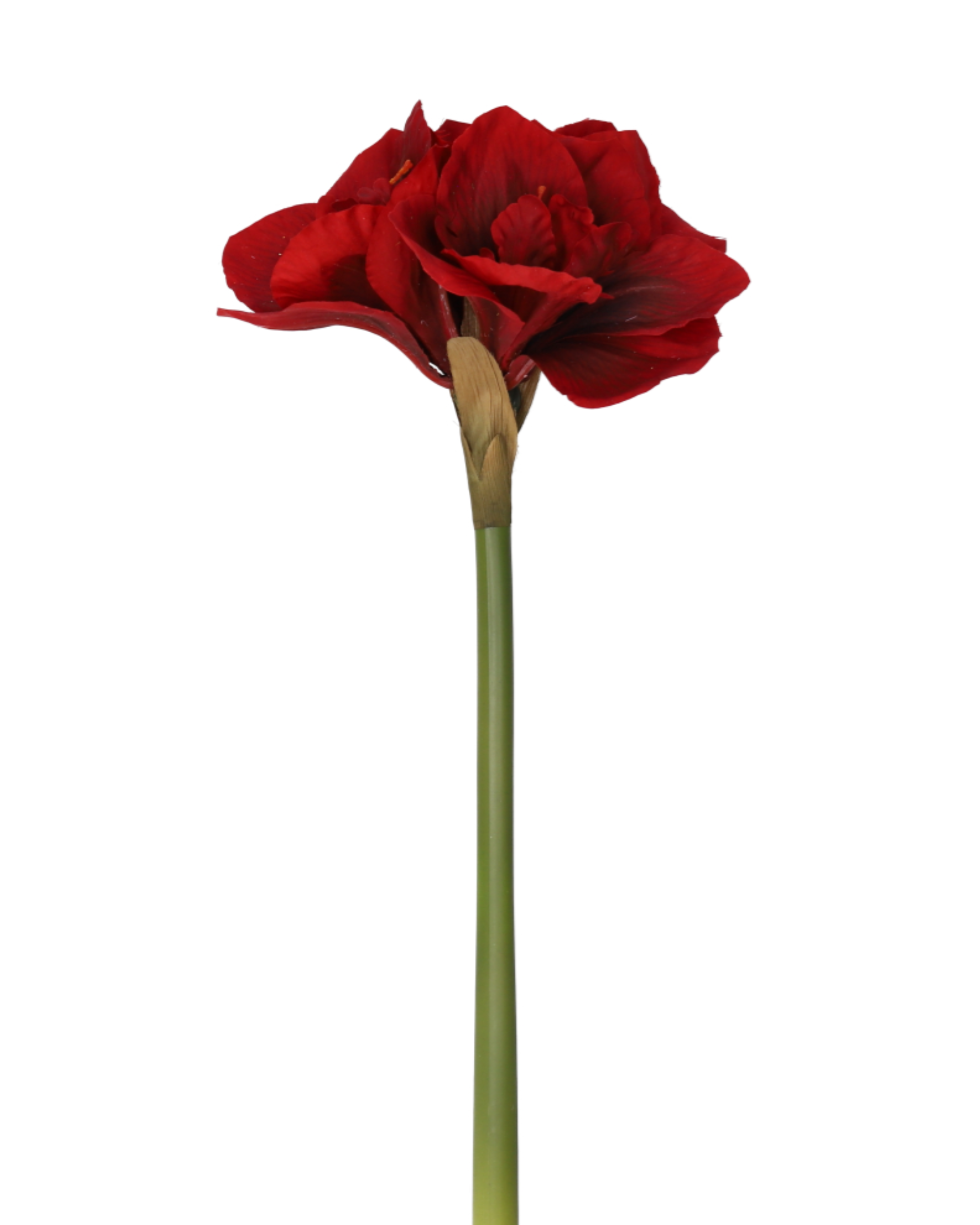 Amaryllis Realtouch Red