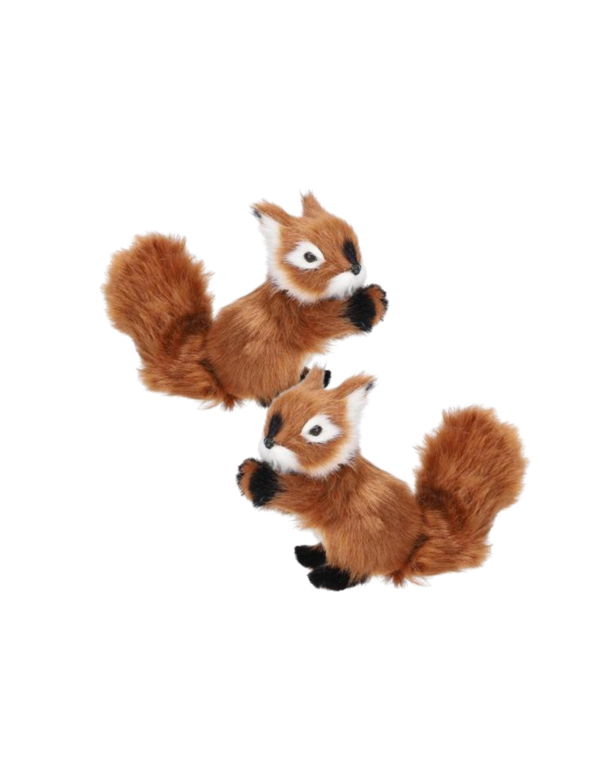 Squirrel Duo