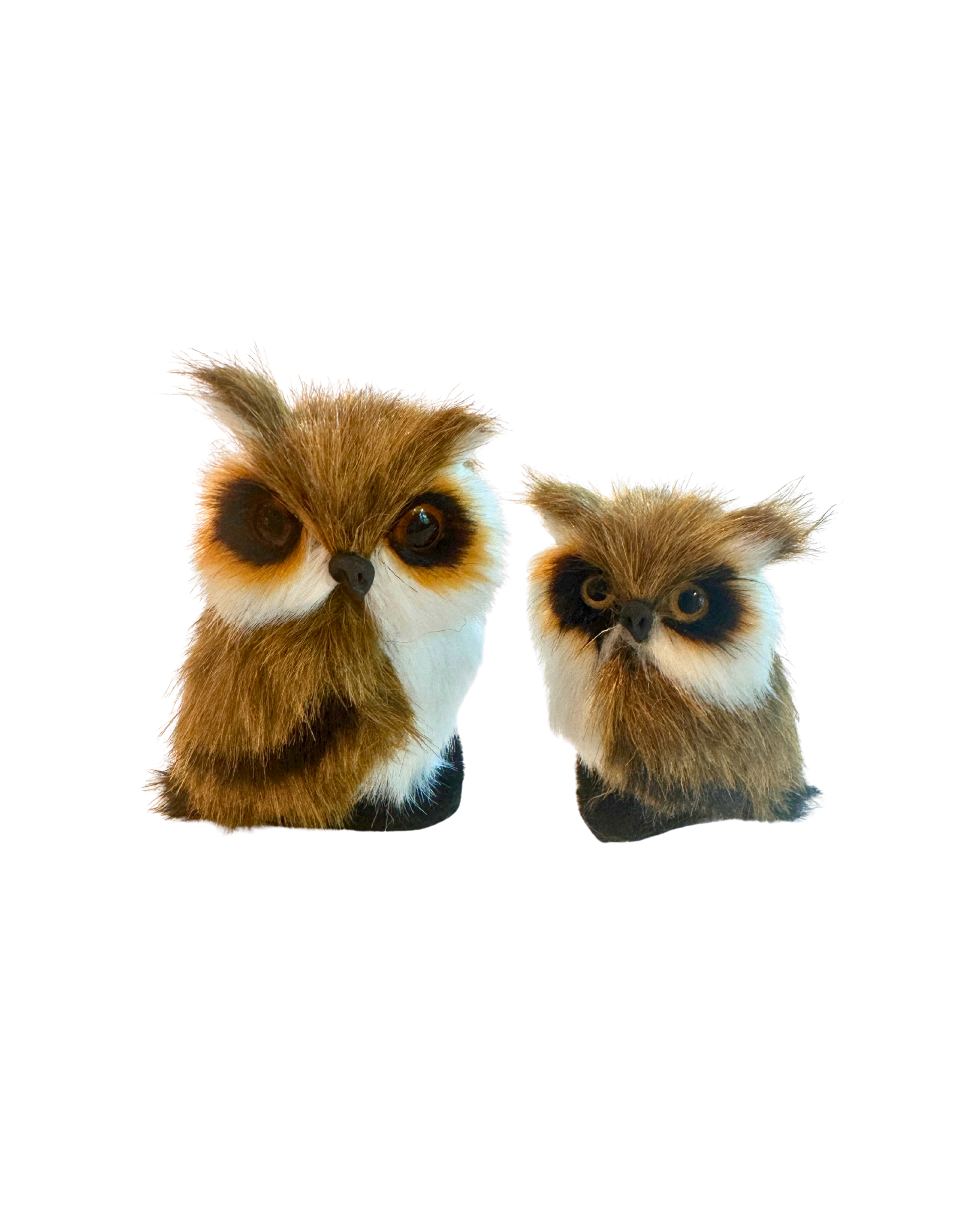 Owl Duo