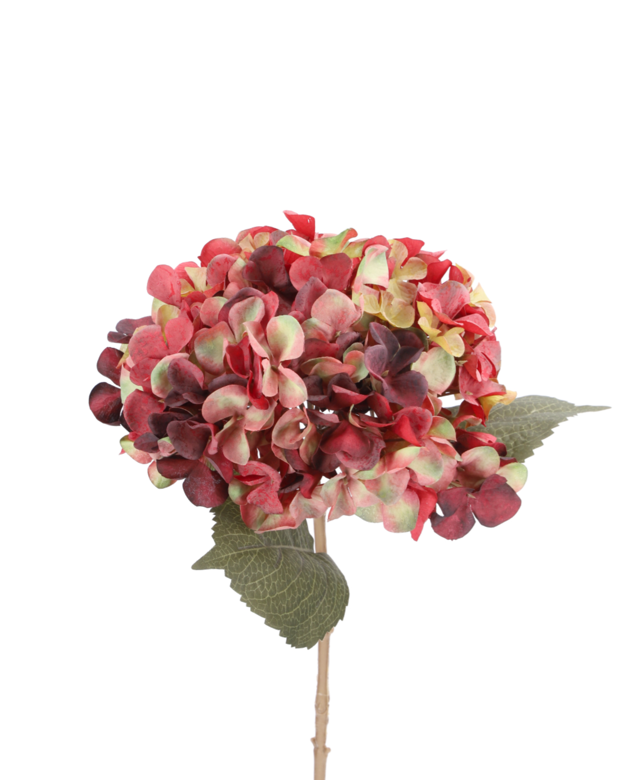 Hortensie Rot Grün