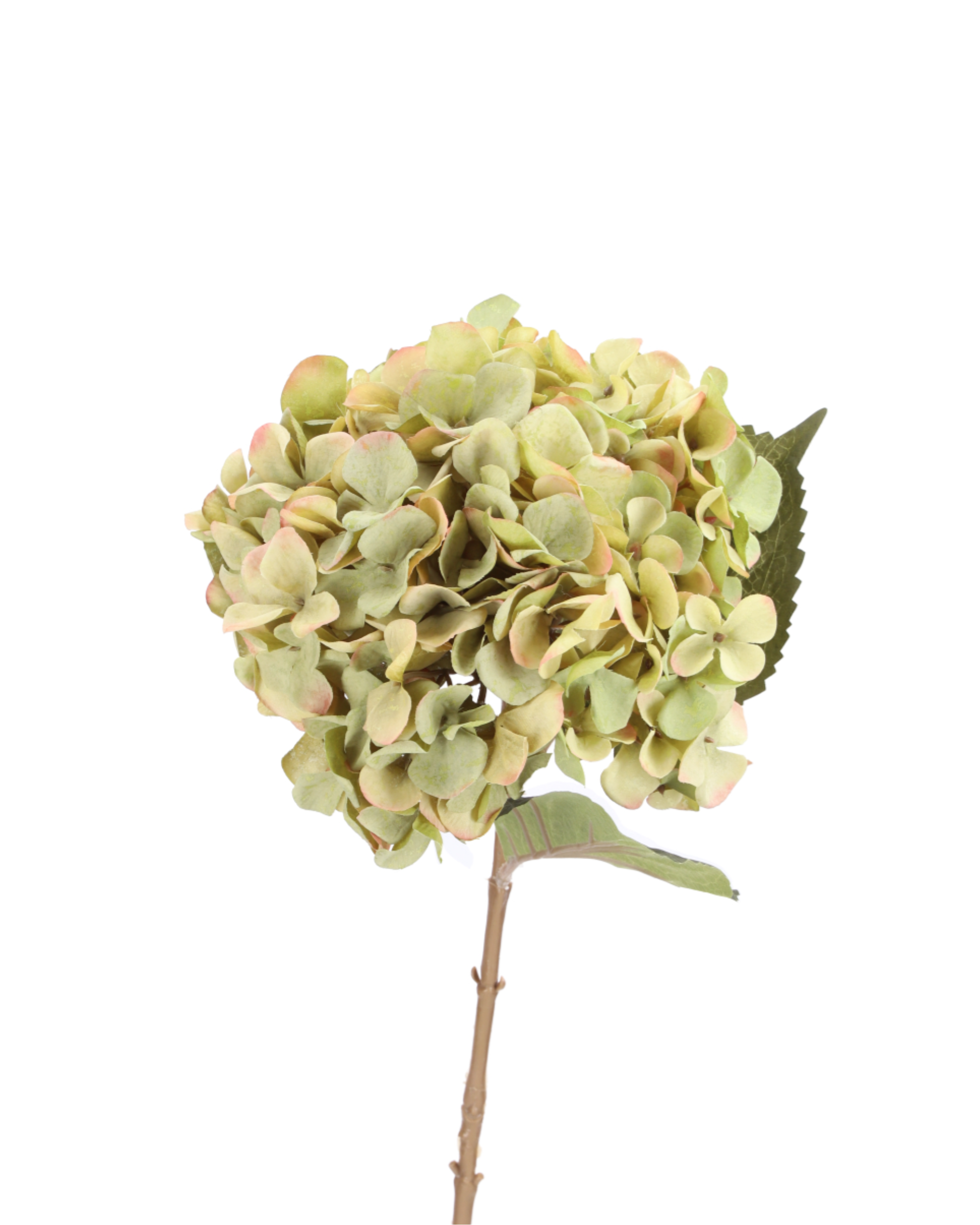 Hortensie Grün