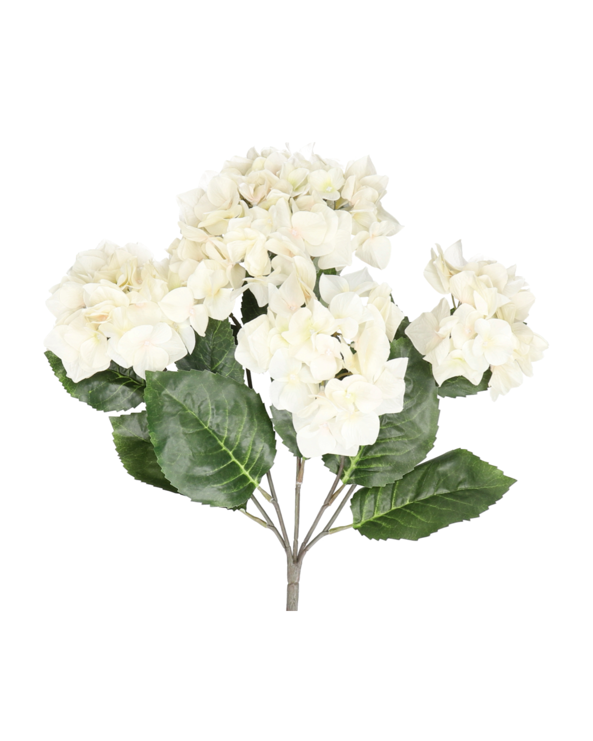 Hortensie Realtouch – Light Peach