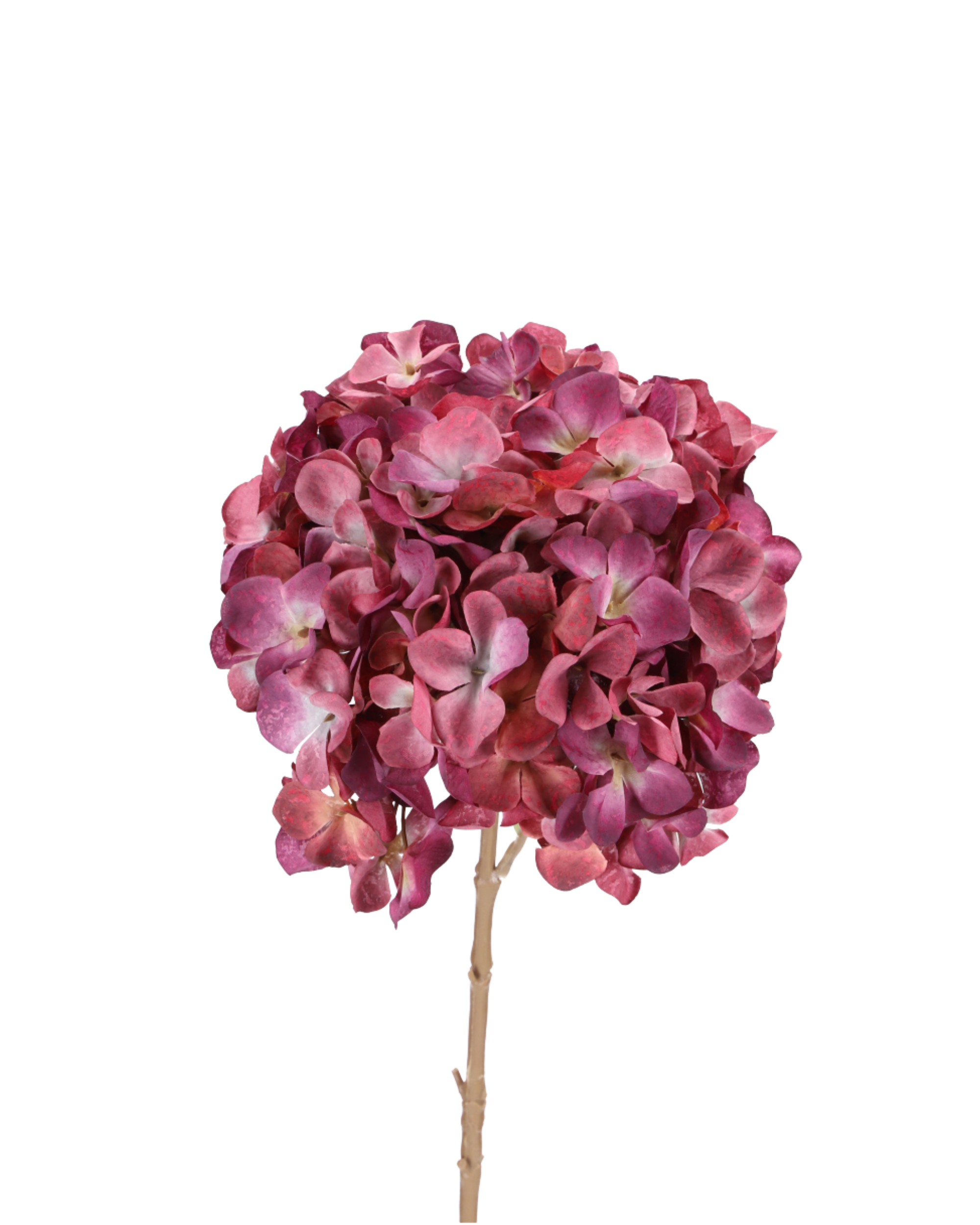 Hydrangea blackberry