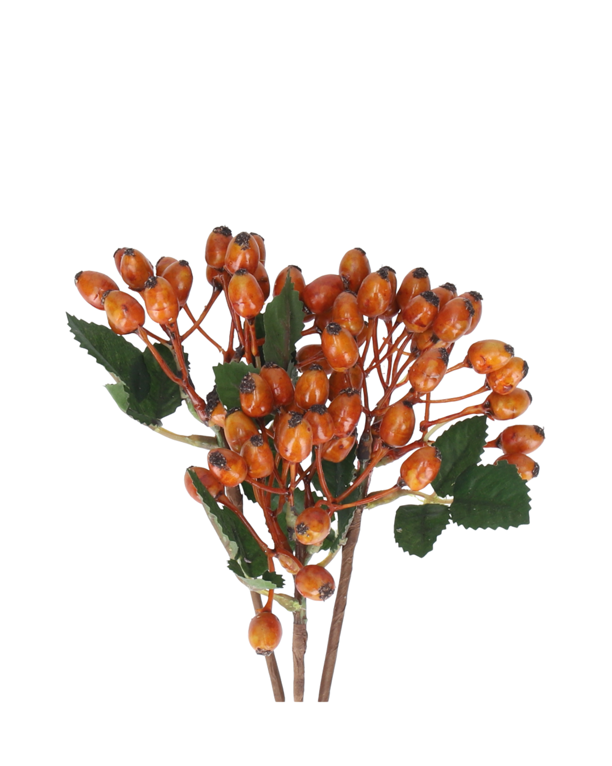 Rosehip Amber (3 stems)
