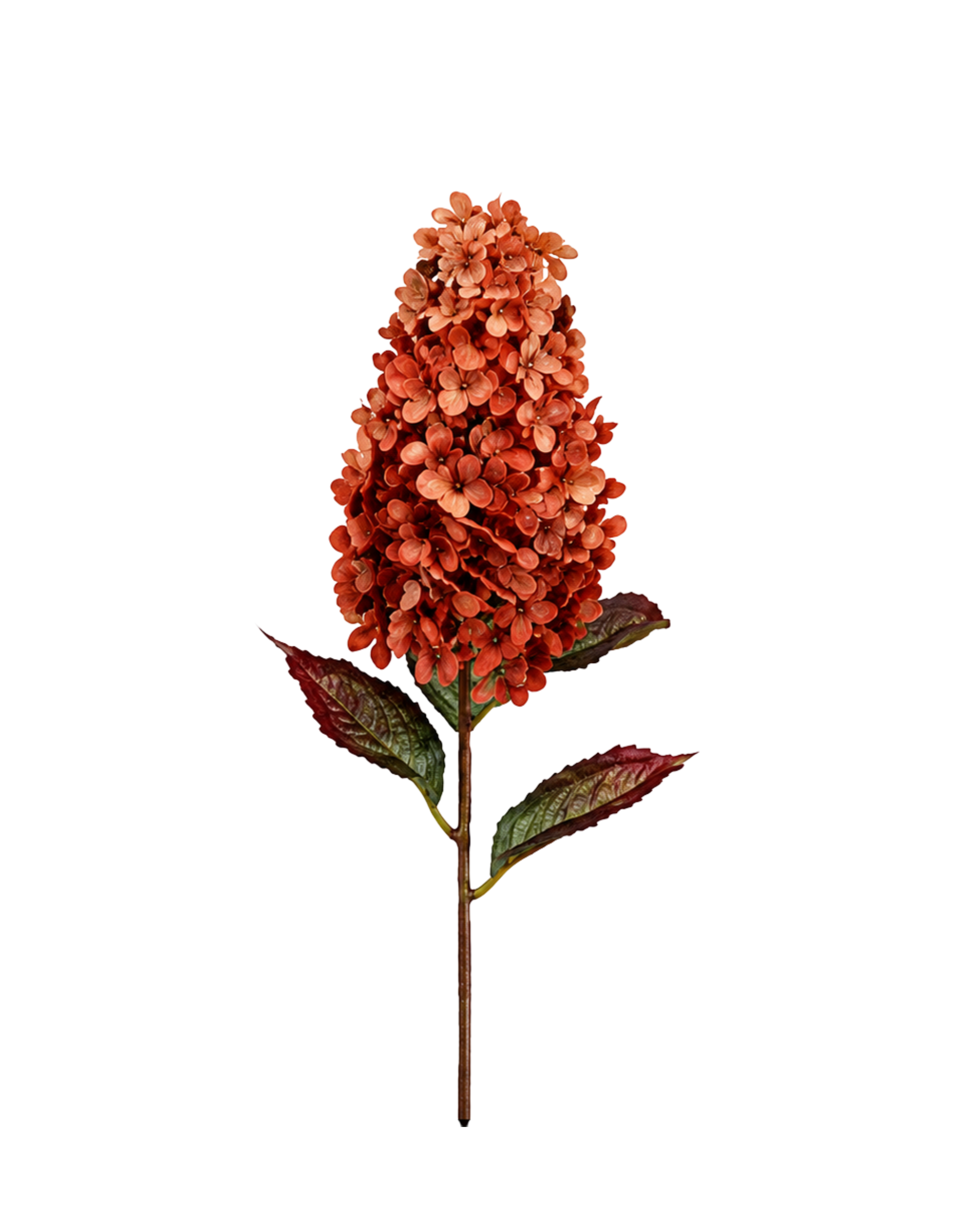 Rispenhortensie Orange Realtouch