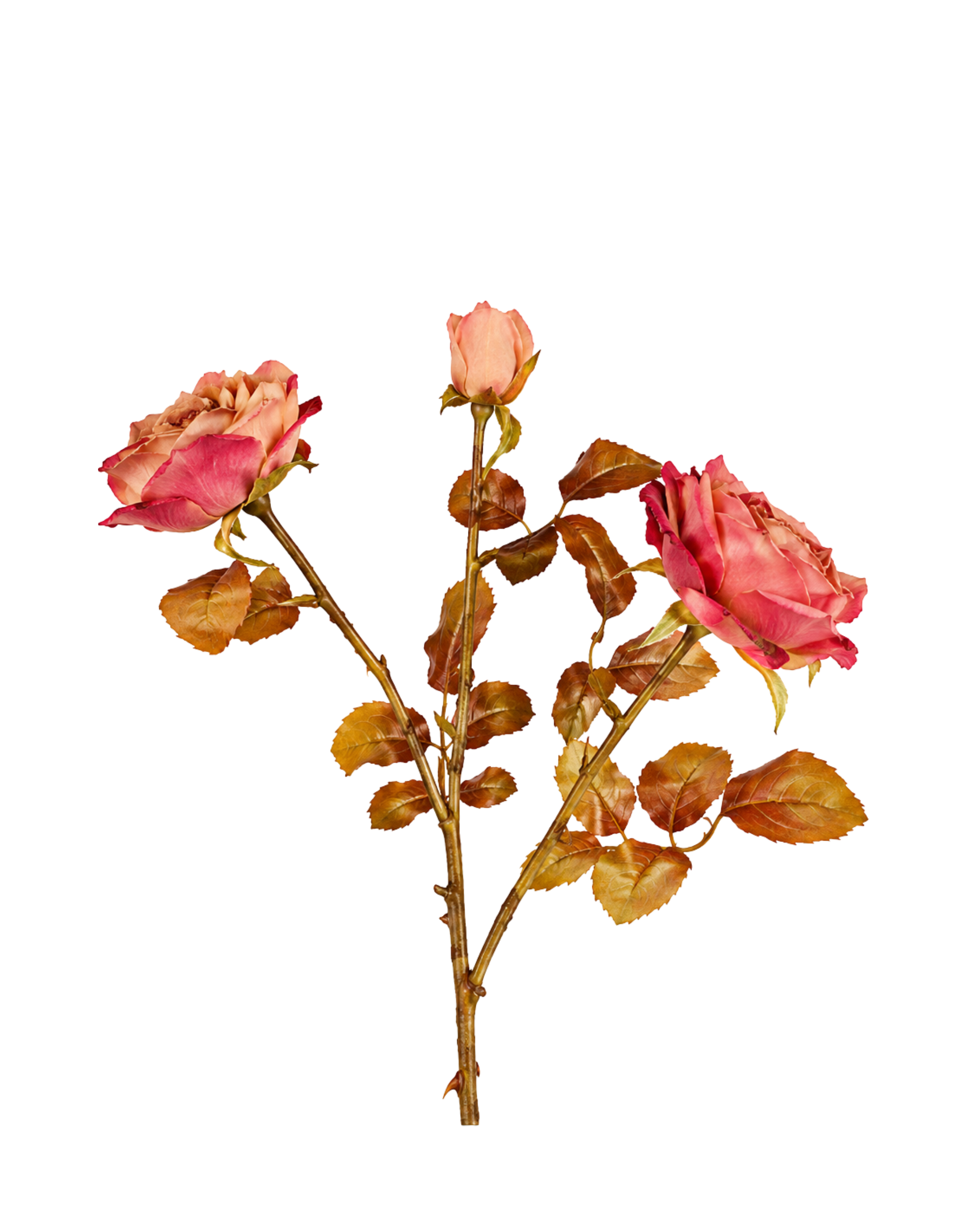 Rose Austin in Rose-Lila Realtouch