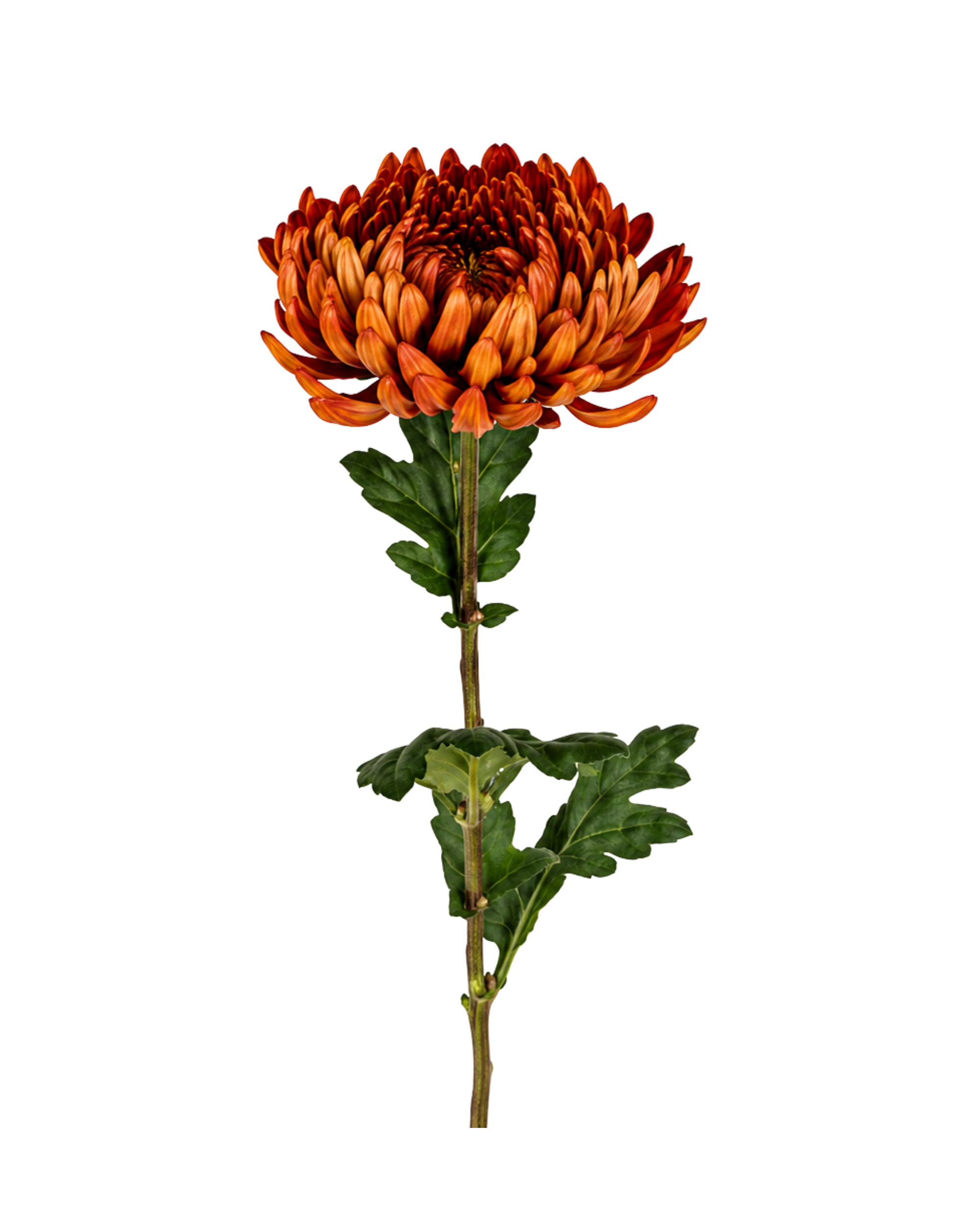 Chrysantheme Orange mit Blättern Realtouch