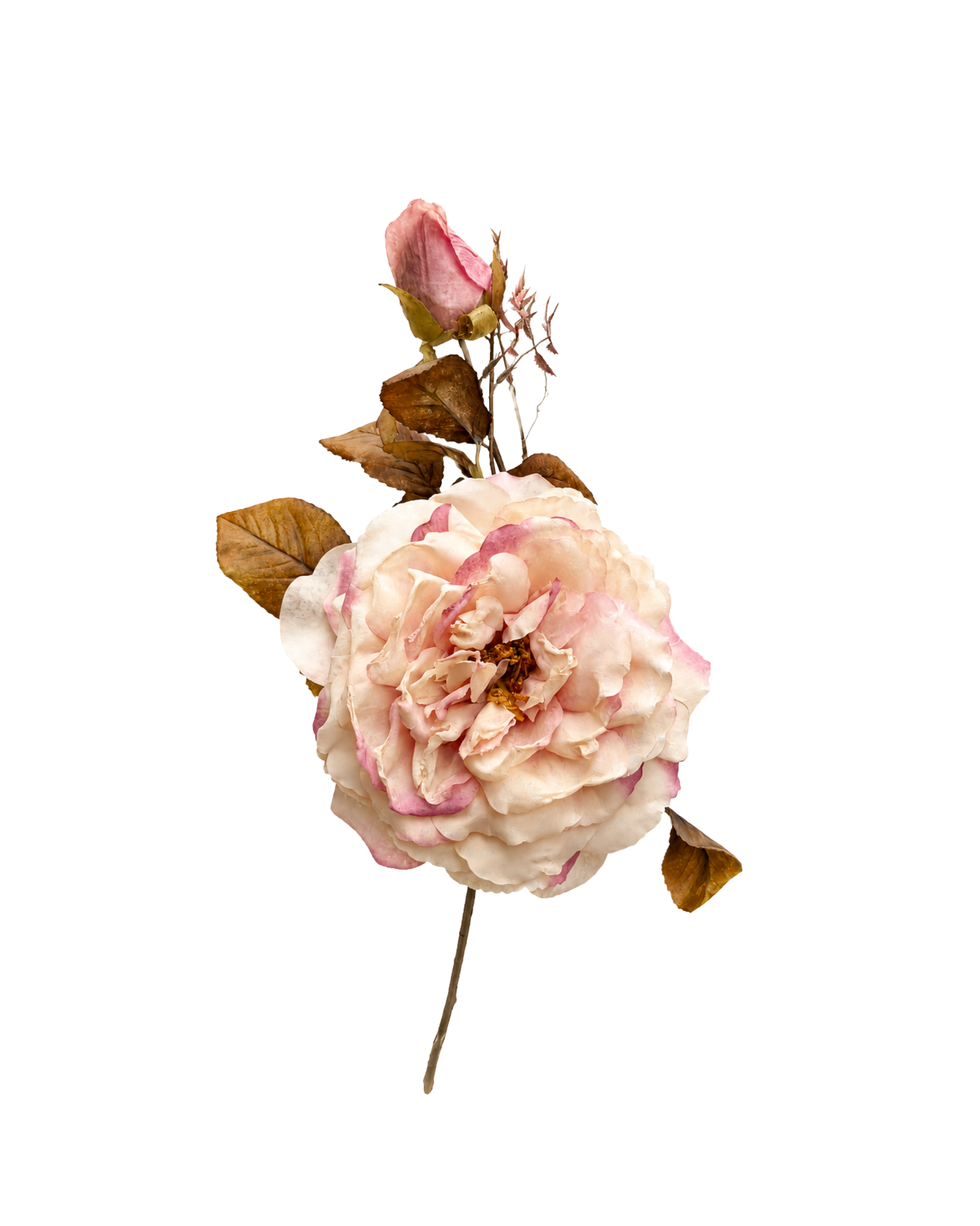 Rose Chalott in Rosé Realtouch