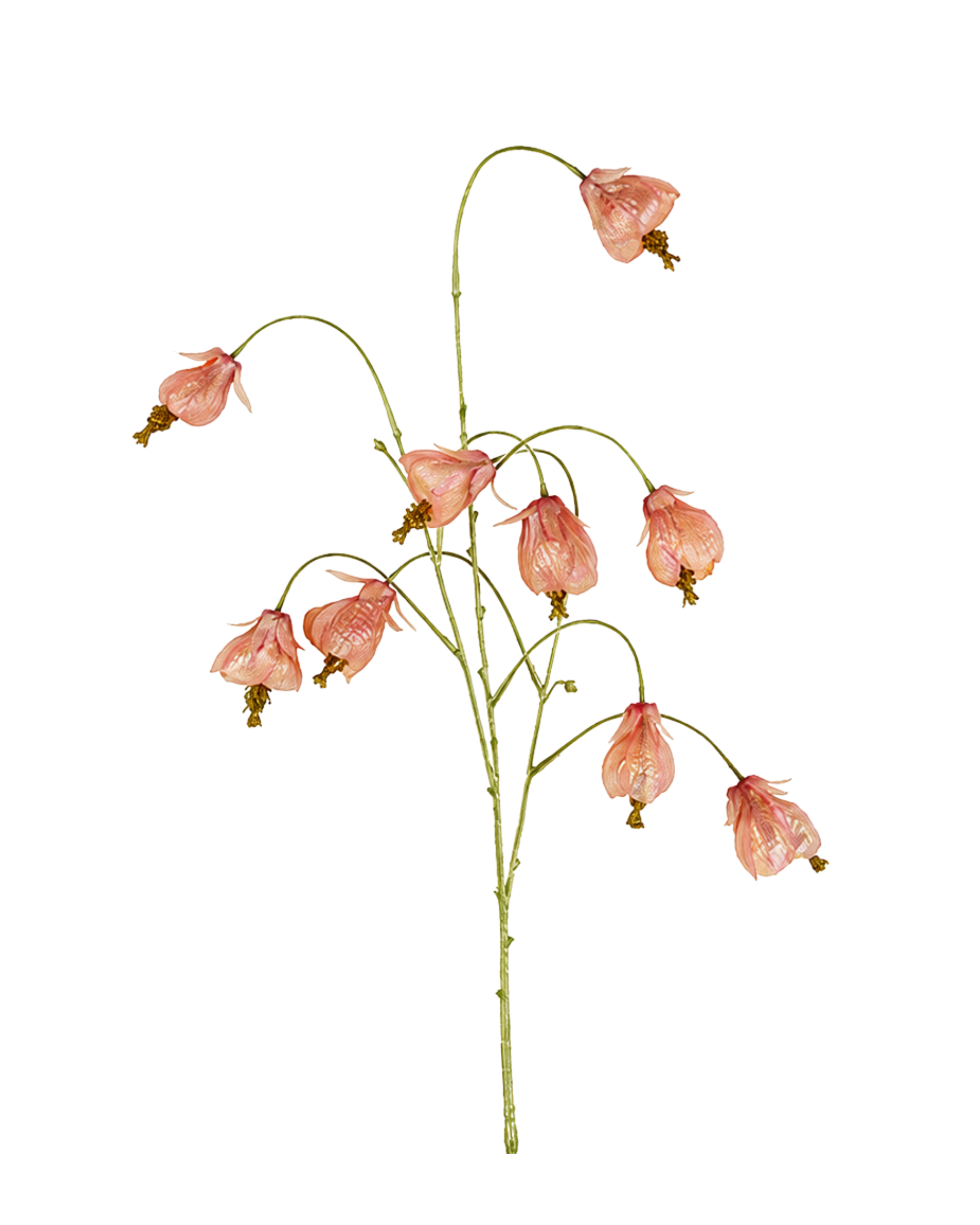 Physalis Rosa Realtouch