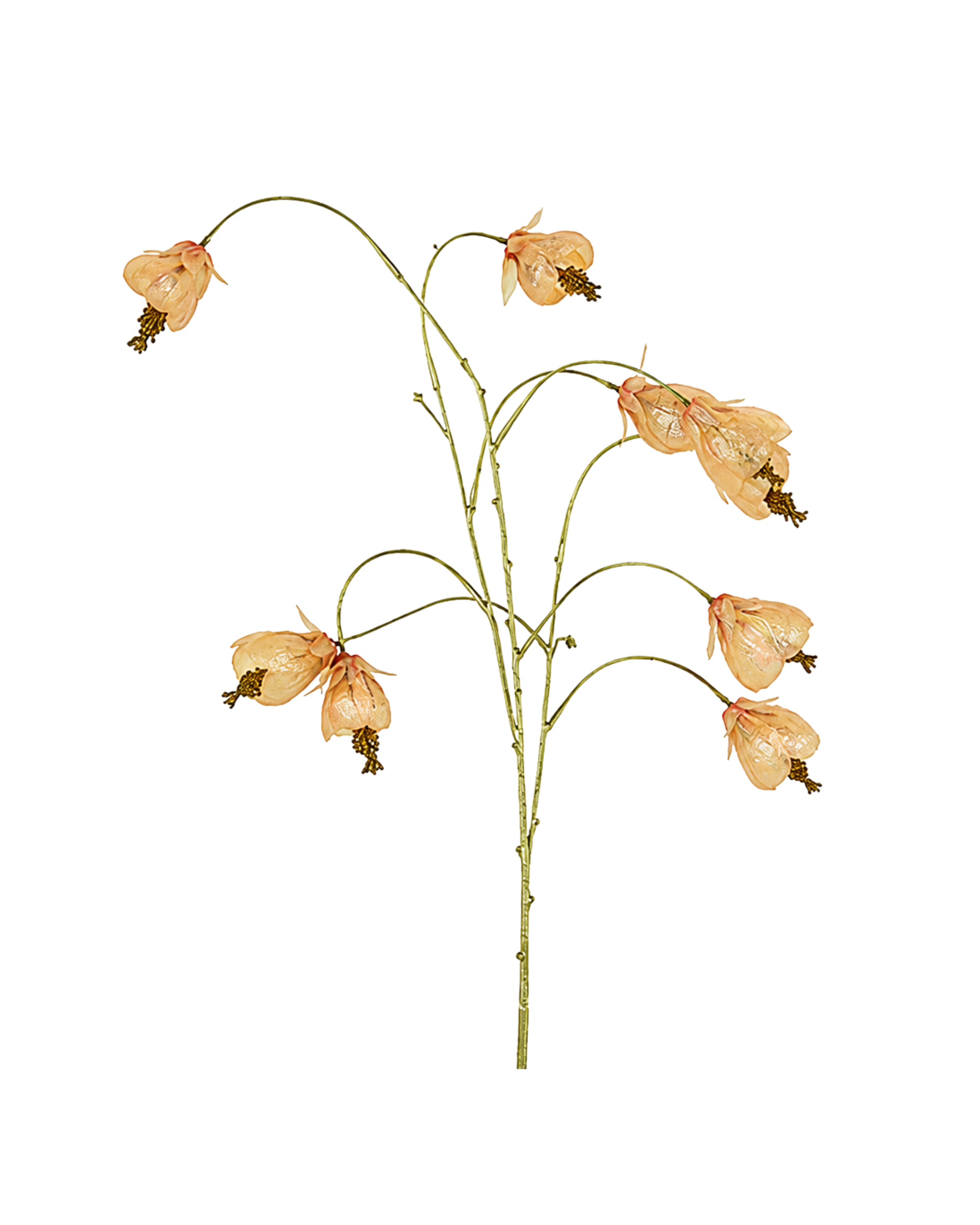 Physalis Gold Realtouch