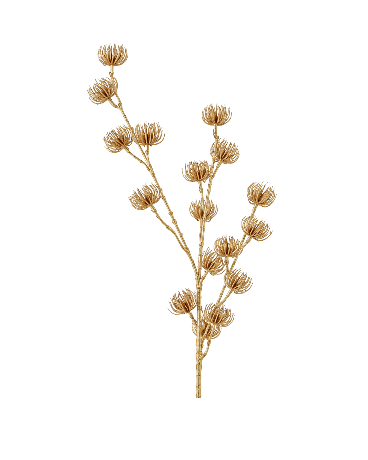 Clematis Gold, 92 cm