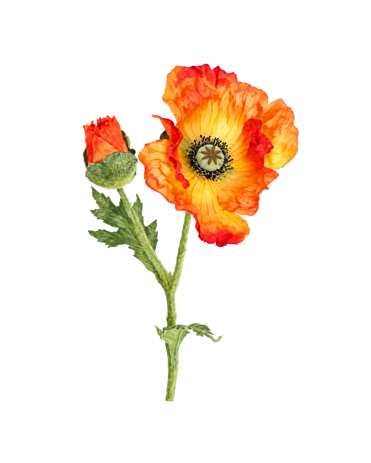 Mohnblume Realtouch Orange
